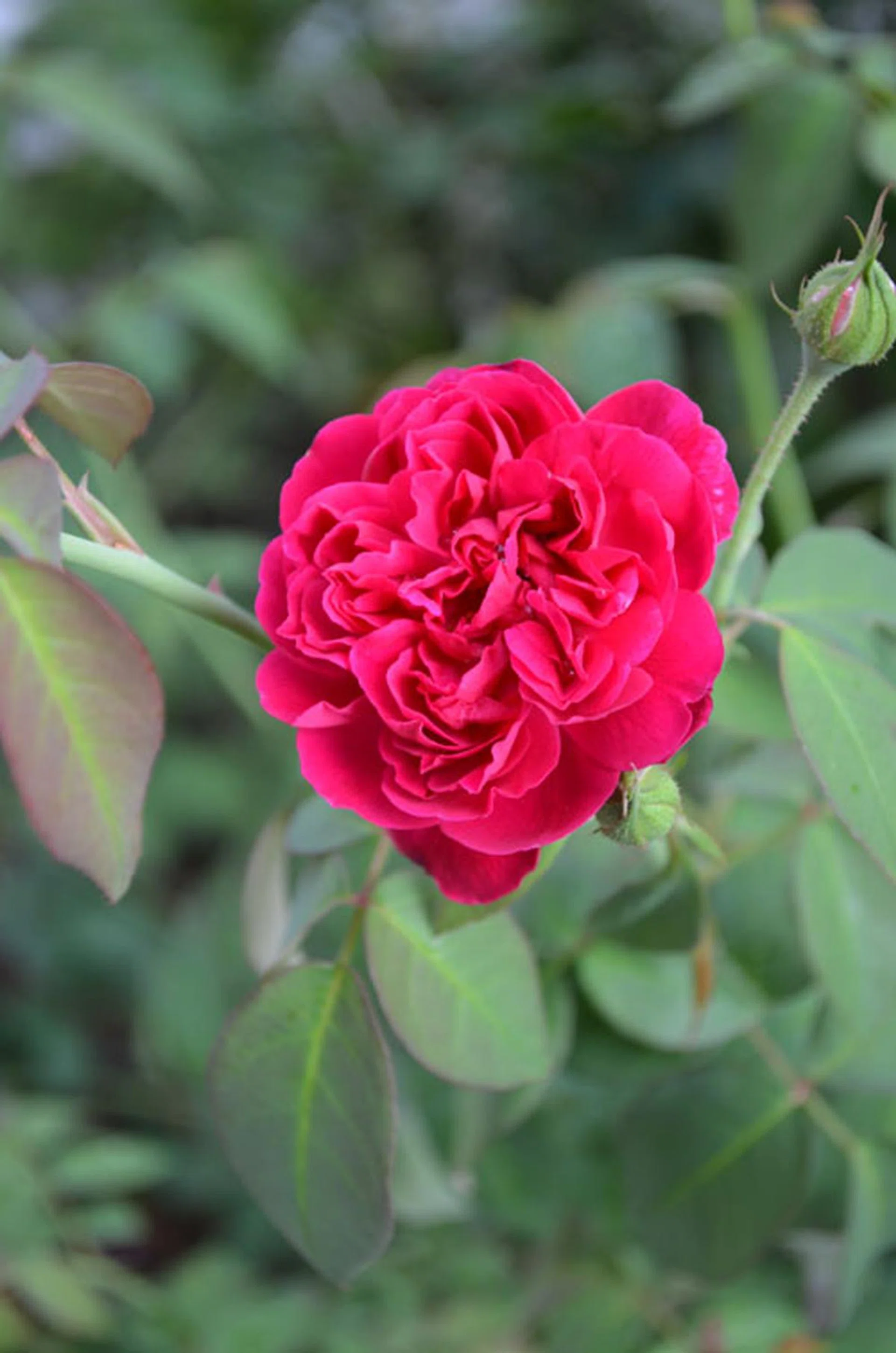 f/5.6 at 82mm, 1/60 sec, ISO125.