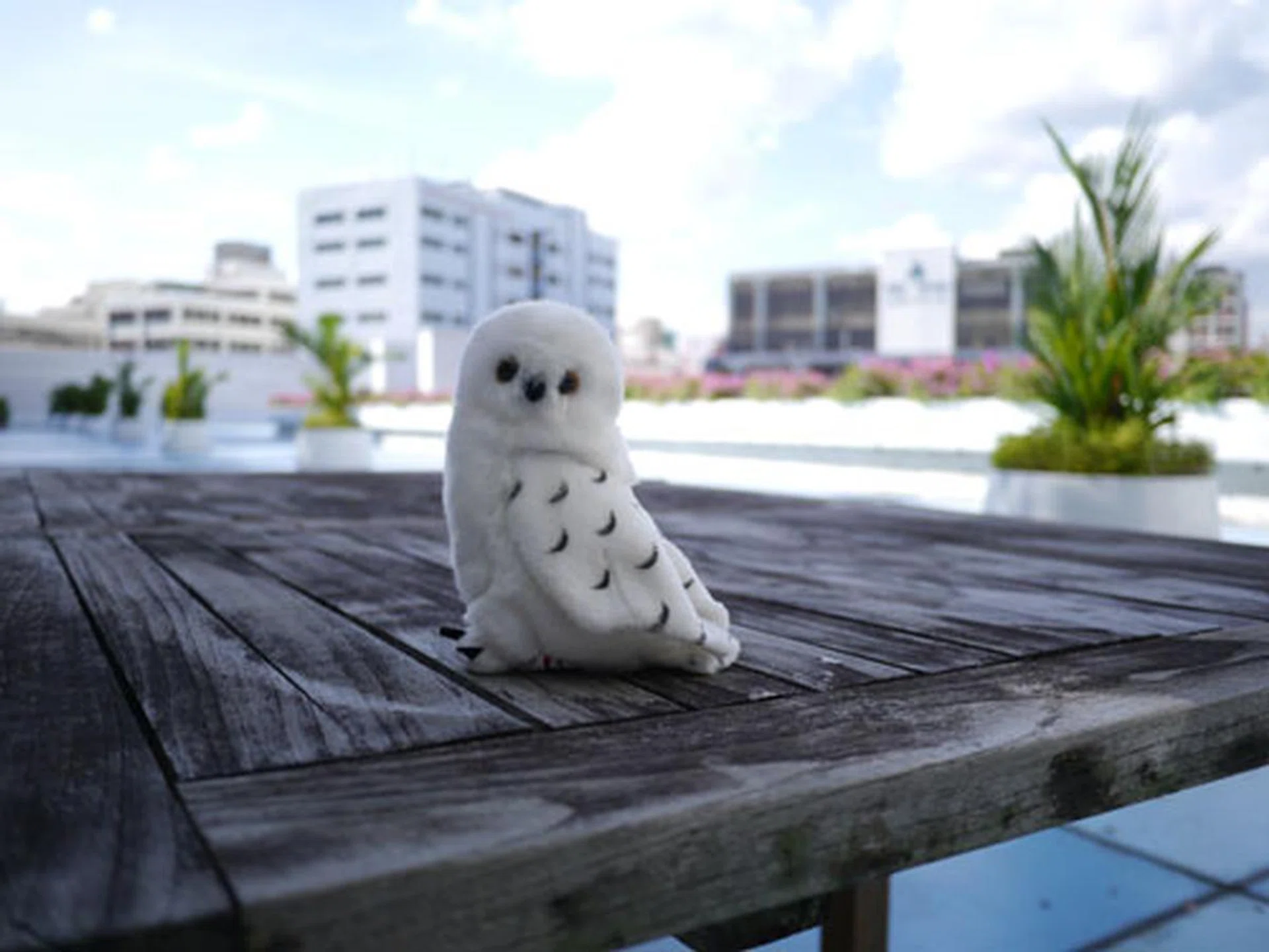 Shot with Panasonic's 14mm f/2.5 pancake lens, which offers a wider field of view and more depth of field in comparison.