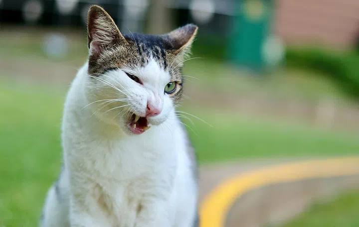 NUS U-Town community cat. Photo by Jiachen Lin on Unsplash.