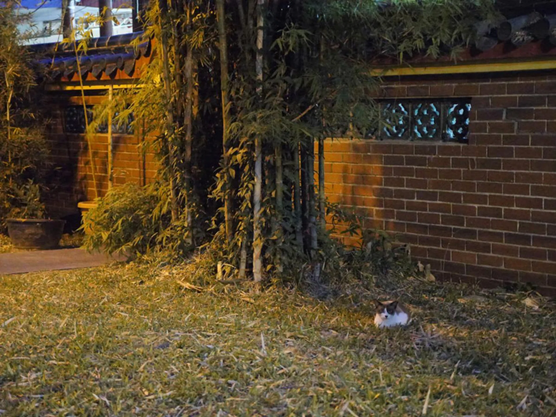 f/2.8 at 70mm, 1/20 sec, ISO 12800.