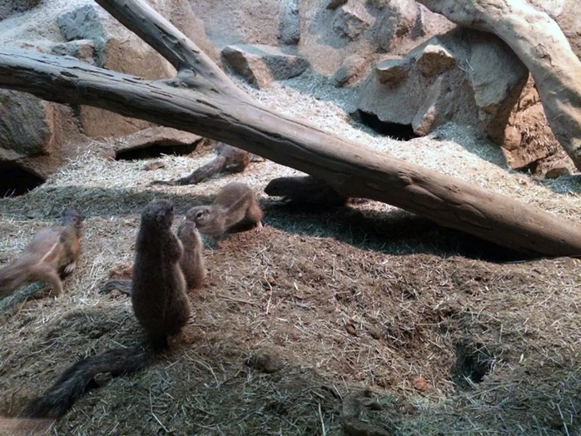 f/2.2, 1/15 sec, ISO 400. This picture was taken without flash at the Singapore Zoo's low light squirrel habitat. As you can see, despite the lack of light, the scene remains bright with excellent detail retained.