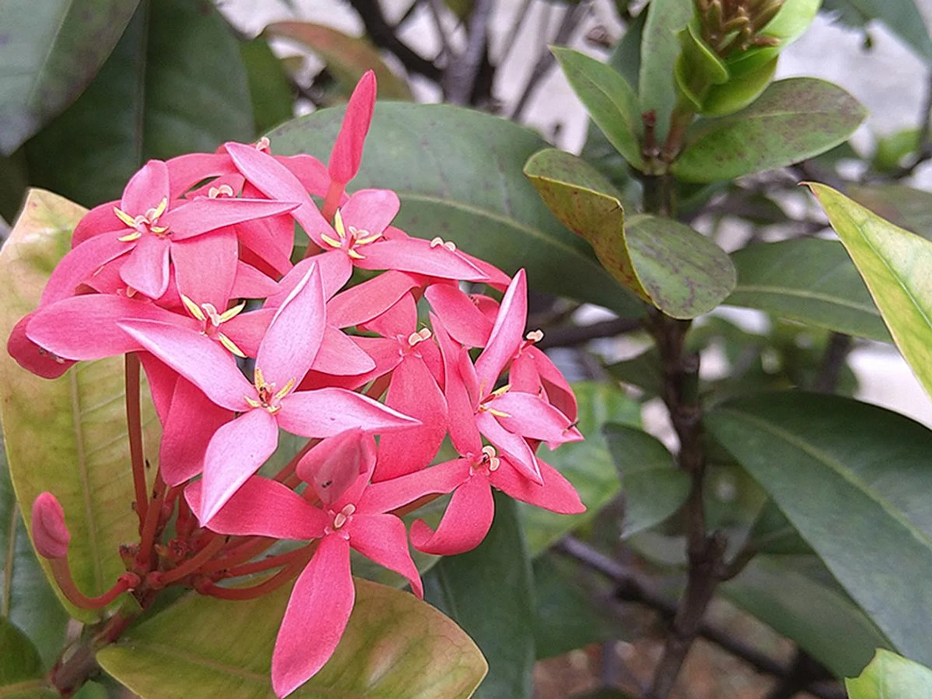 2x zoom using main camera.