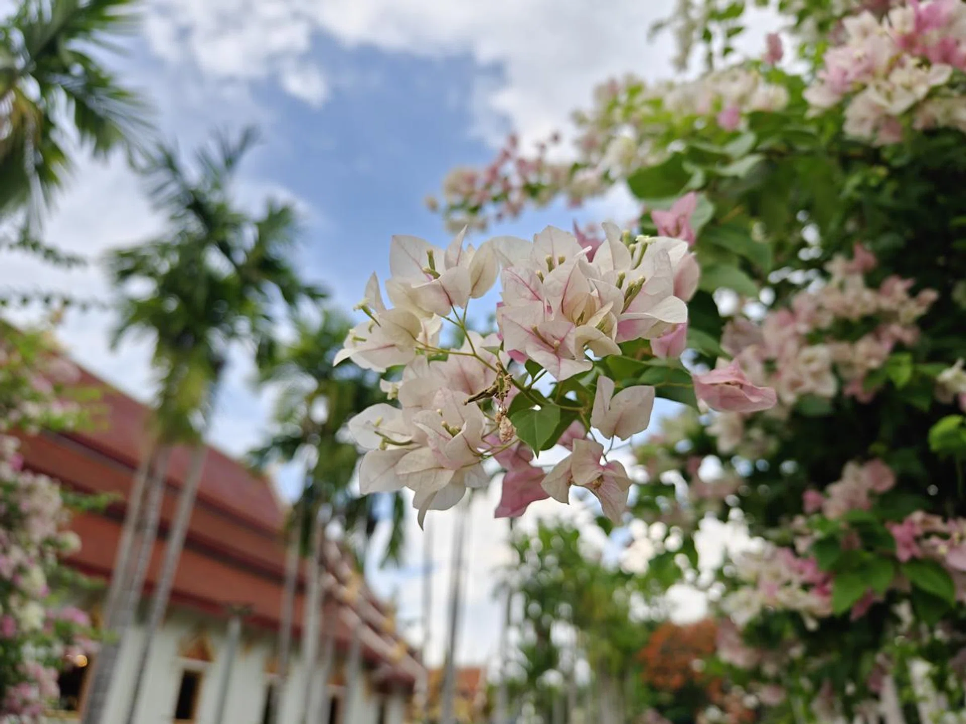 Portrait Mode, f/1.8, 1x zoom (23mm).