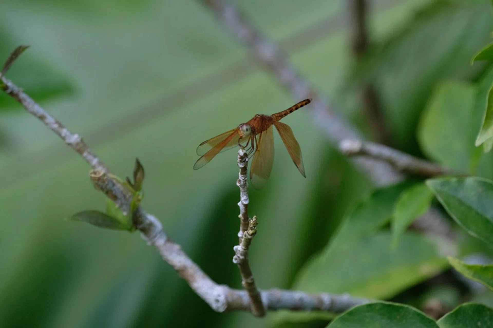 347mm at f/8.0, 1/500s, ISO3200