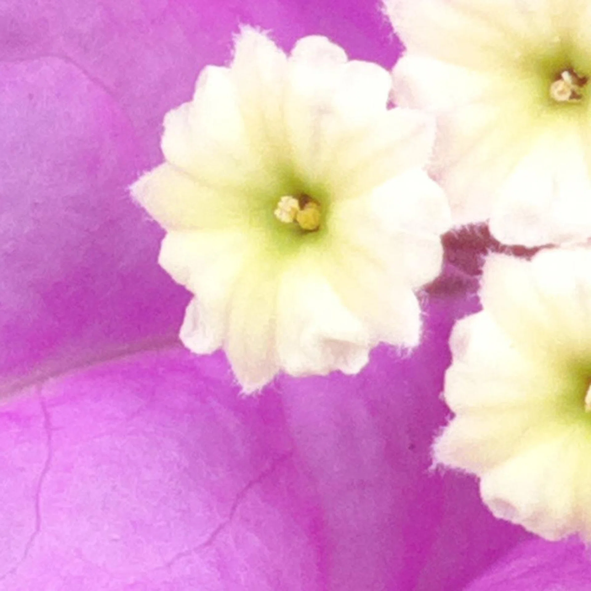 You can still make out the details on the petals, which is impressive considering this image is taken with a smartphone camera. And do bear in mind, an average person will not zoom in this level, thus the images are more than enough for web use or even small prints.