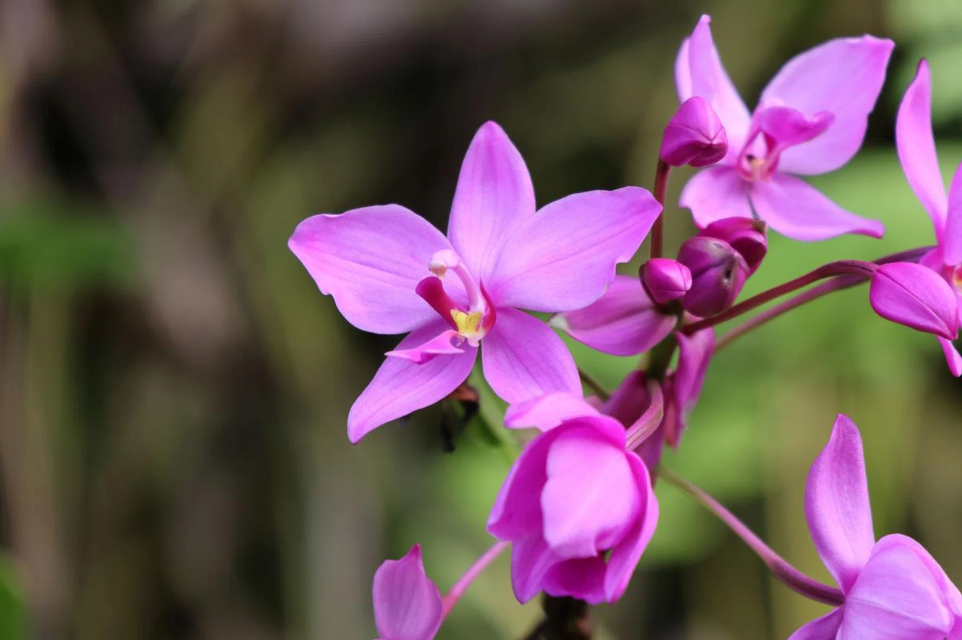 Orchid - 150mm at f/6.3, 1/250s, ISO 500