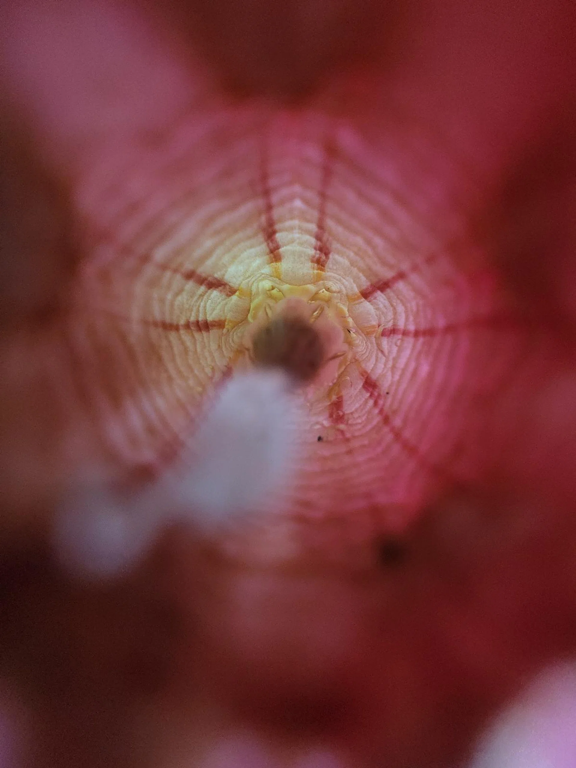 Samsung Galaxy S22 Ultra.