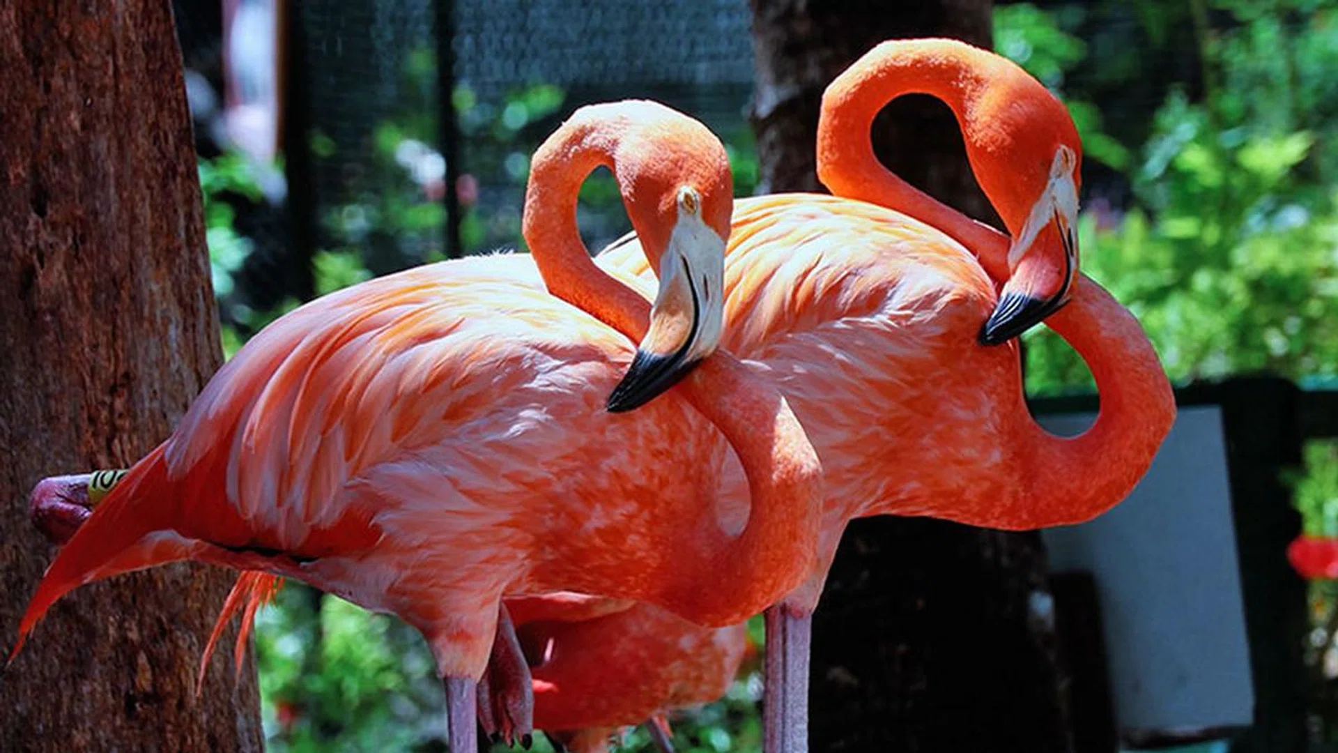 The OLED TVs are capable of a bright picture with rich colors and boatloads of details. (Scene from: Breathtaking Colors of Nature in 4K - Birds & Flowers by BaLu - Relaxing Nature.)