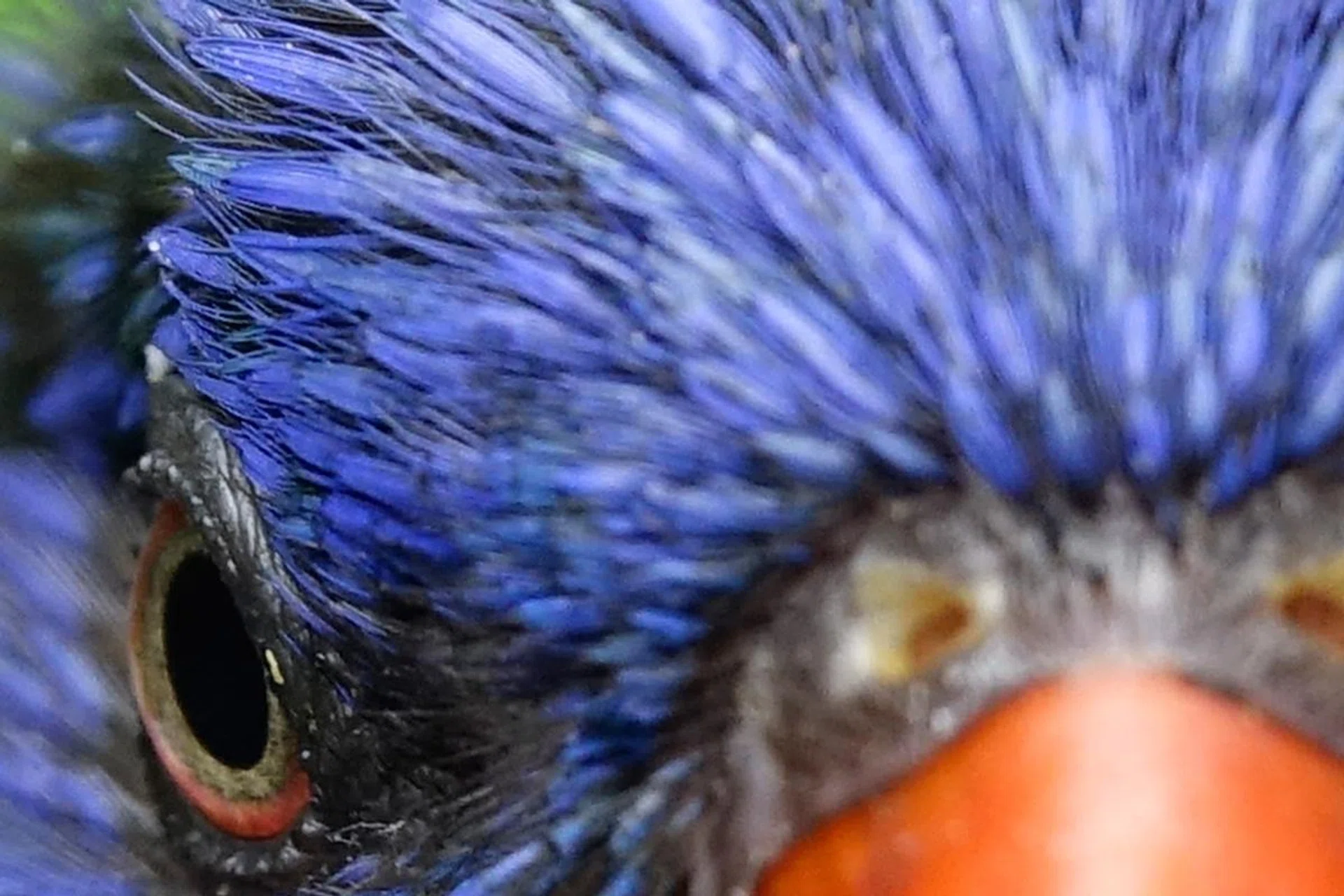100% crop.