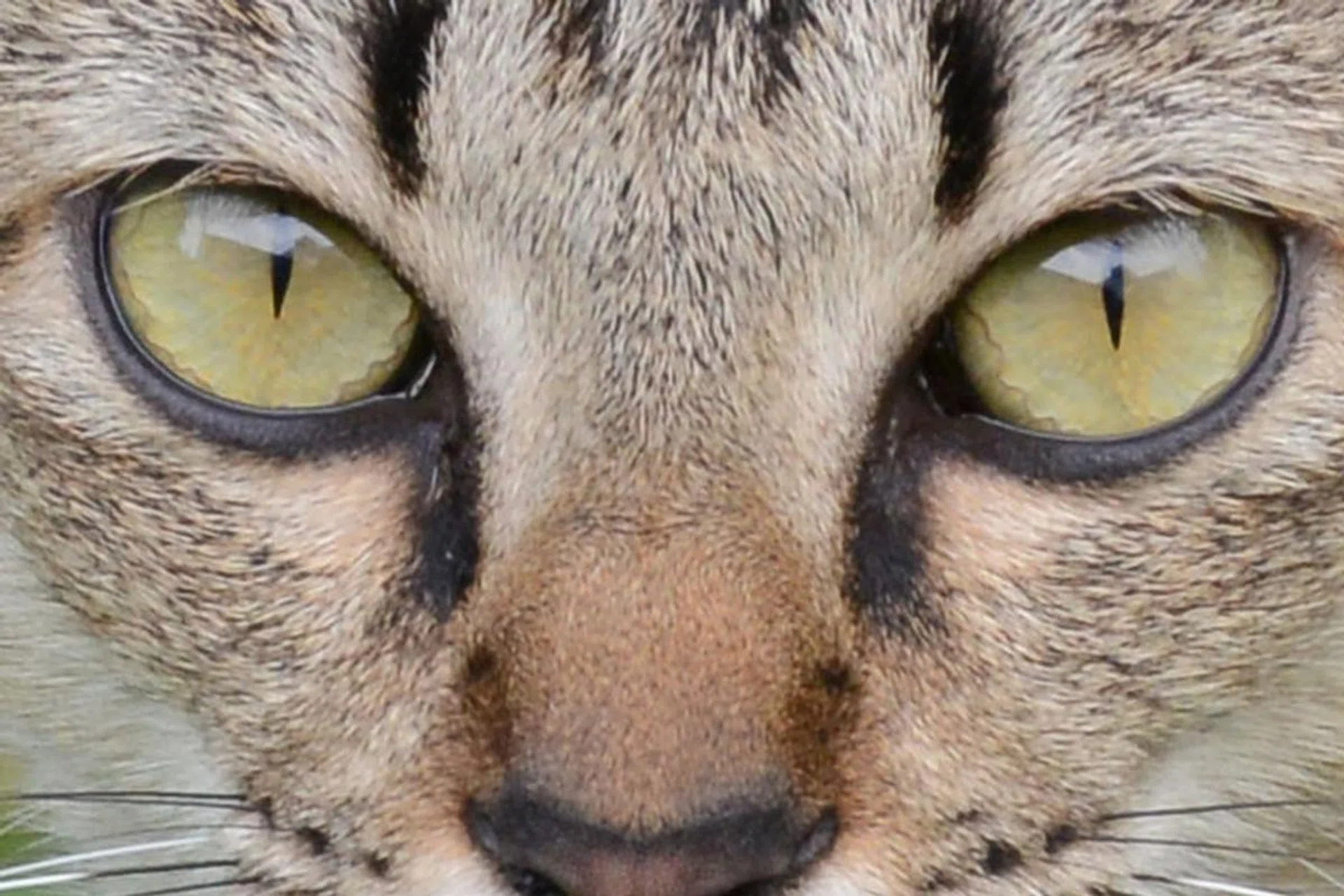 100% crop. The D800's images are unbelievably rich and full of detail.