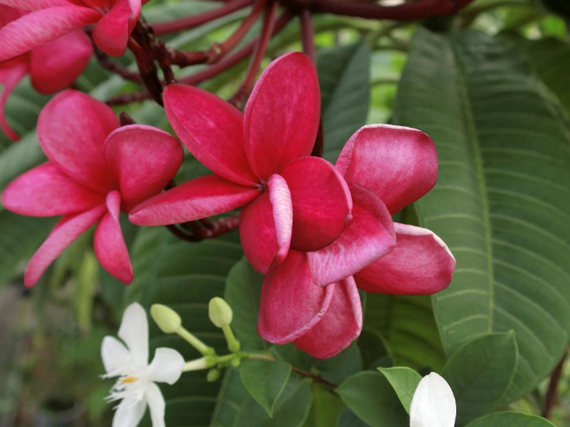 f/2.8 at 42mm, 1/125sec, ISO80 (shot with macro focus)