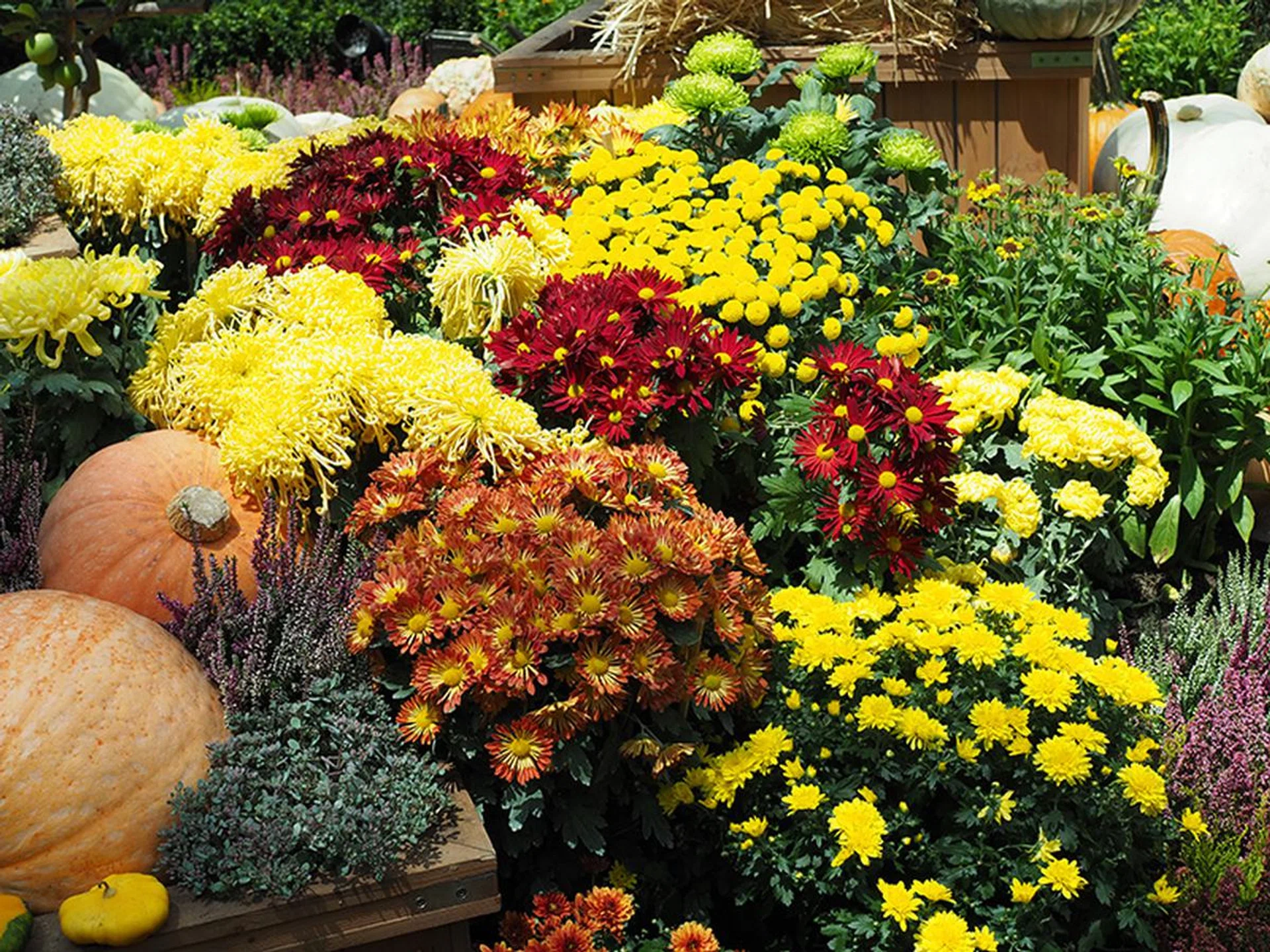 f/5 at 50mm, 1/500 sec, ISO 200. The yellow channel has a tendency to blow, so you have to watch those highlights.