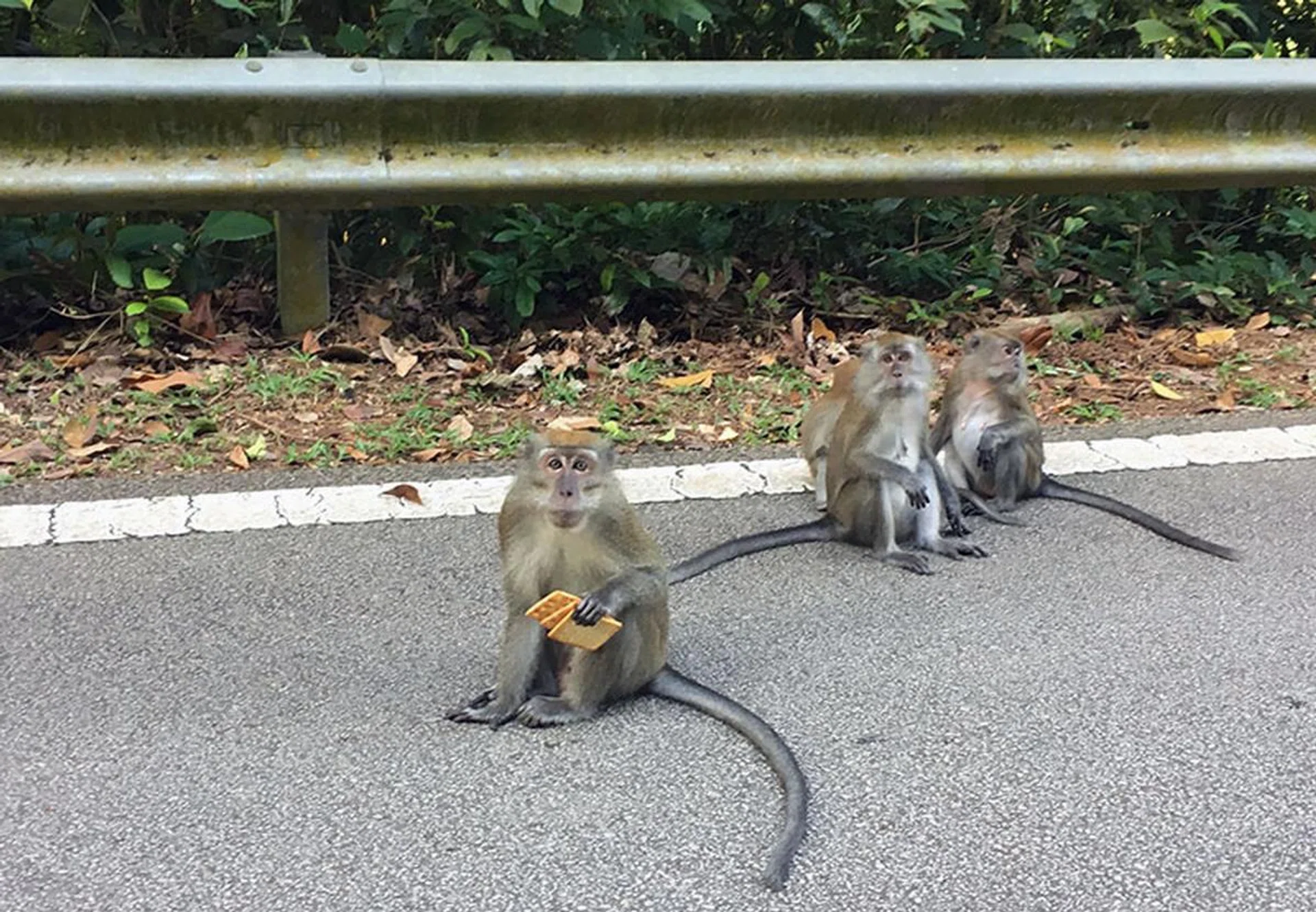 Monkey says, "No Pokémons here, but can I offer you a biscuit?"