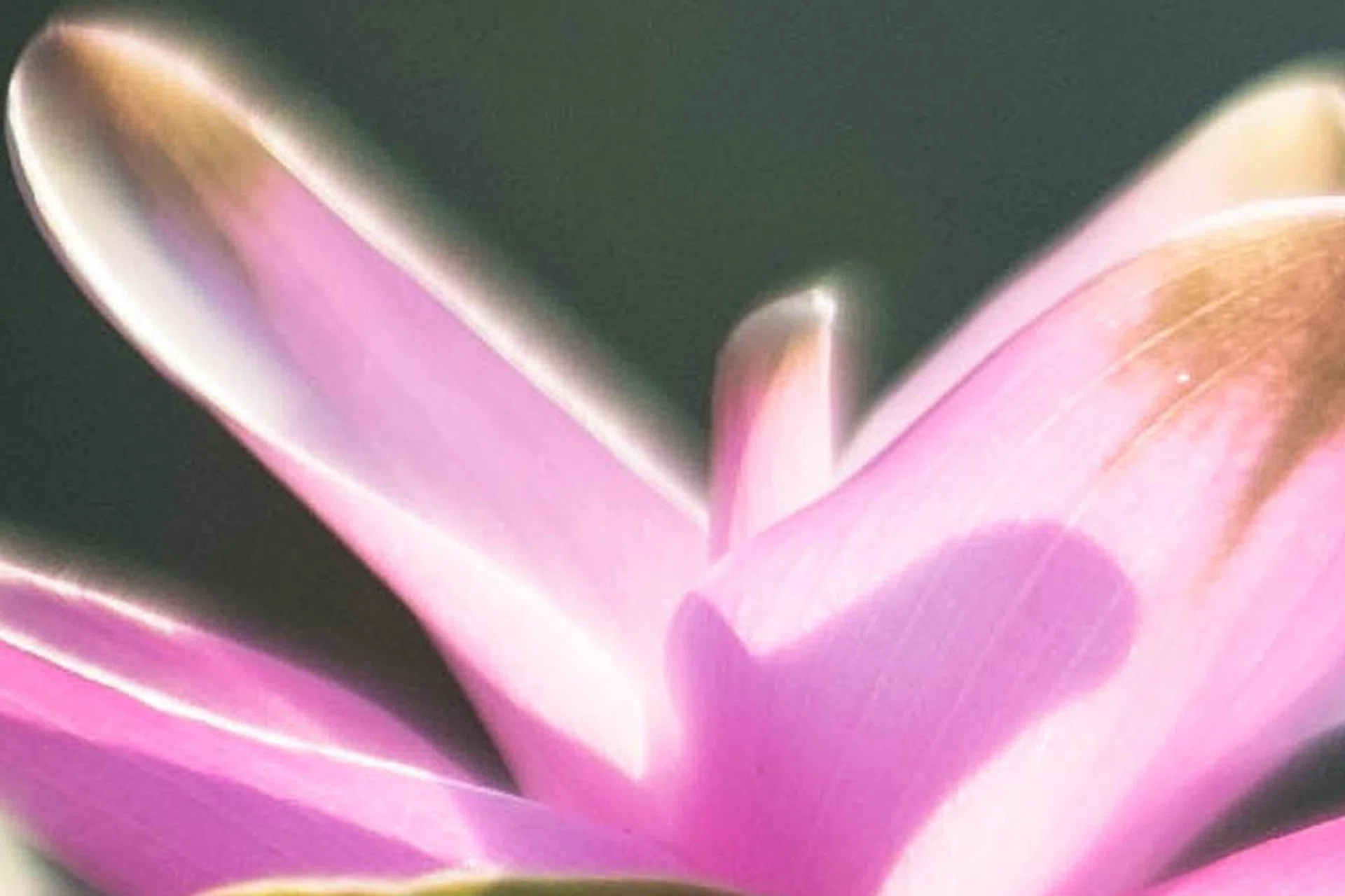 100% crop of an image with the 'white halo' effect. Shot at 1/340 sec. it's quite unlikely the halo was caused by the petal moving.