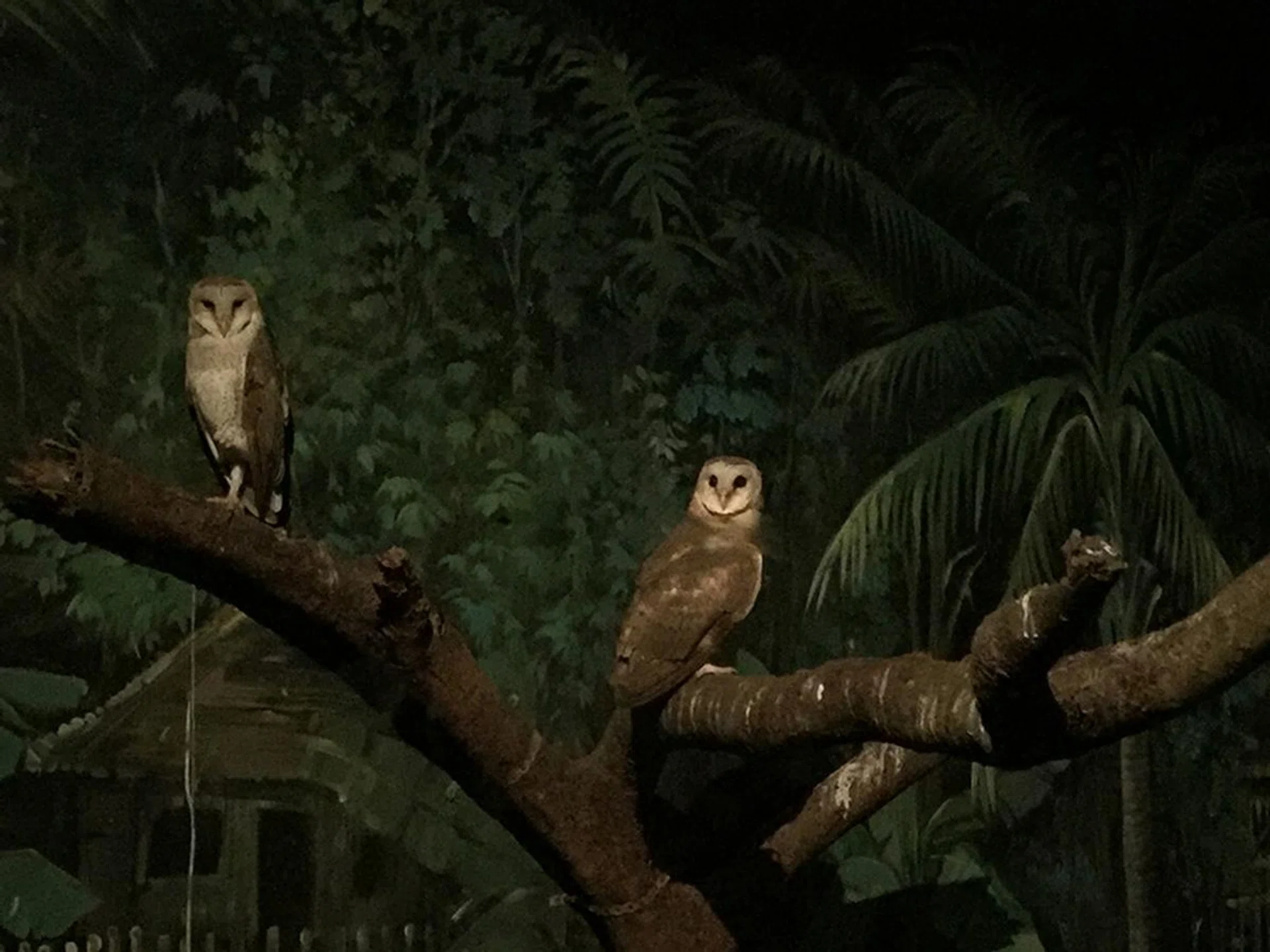 The Owl enclosure as captured by our iPhone 6 - extremely noisy and not entirely in focus.