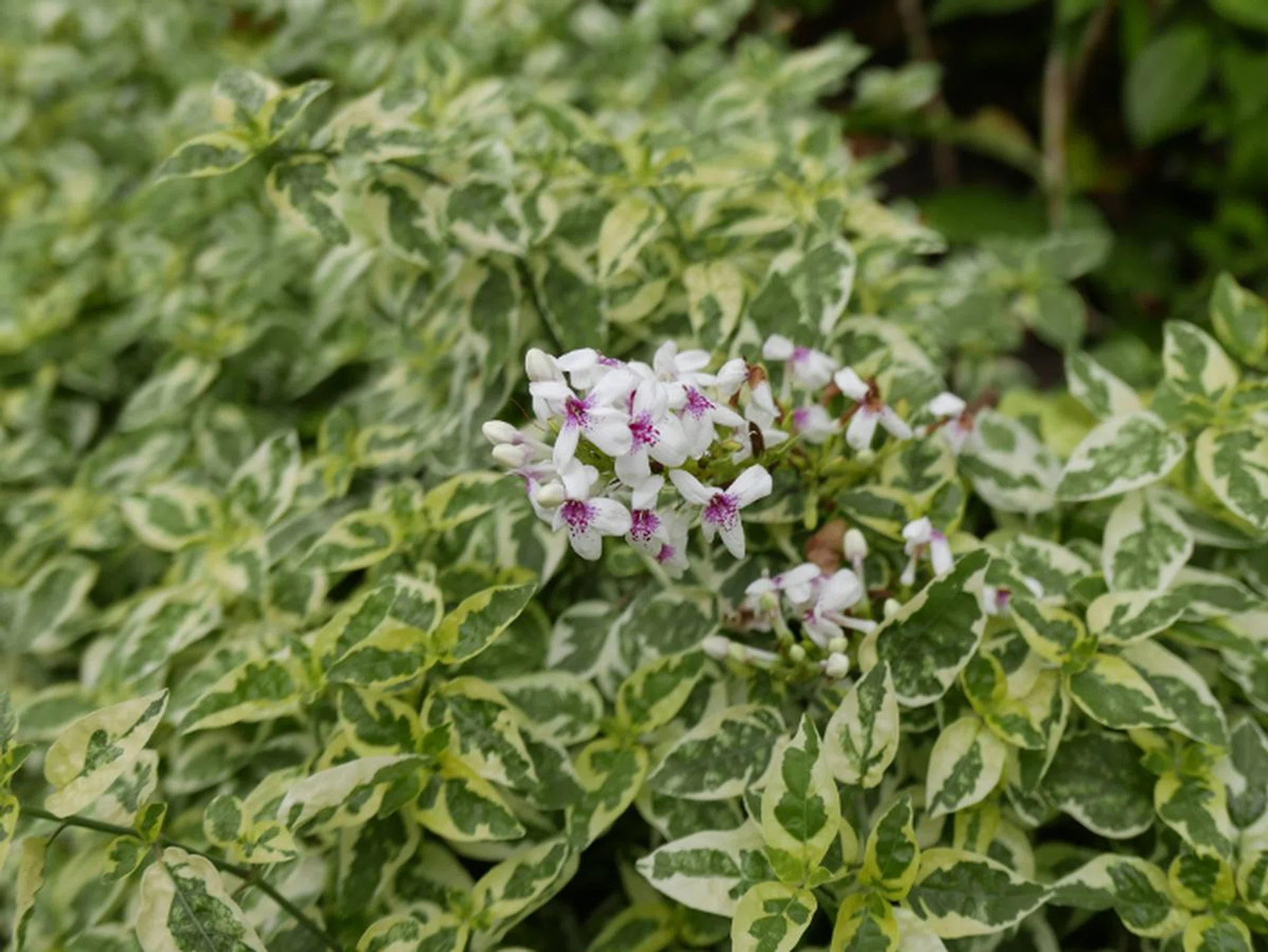 f/2.3 at 35mm, 1/2000 sec, ISO500