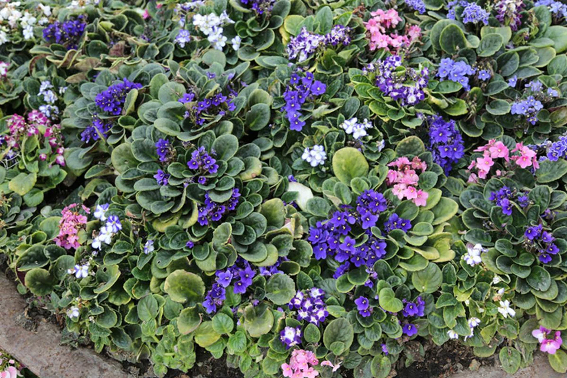 f/4.5 at 45mm, 1/50 sec, ISO 100.