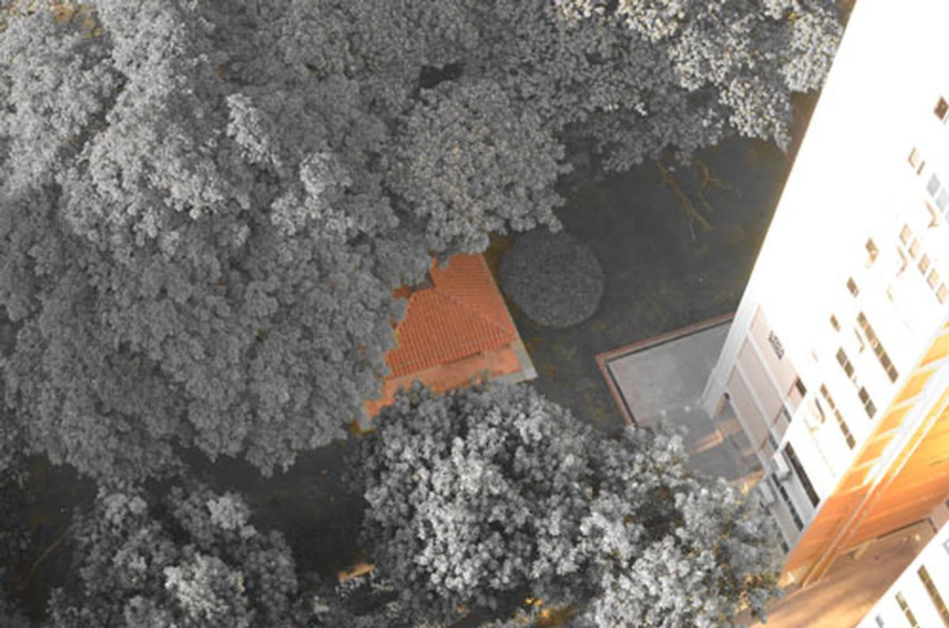 Shot with the Selective Color effect. Click for full resolution image.