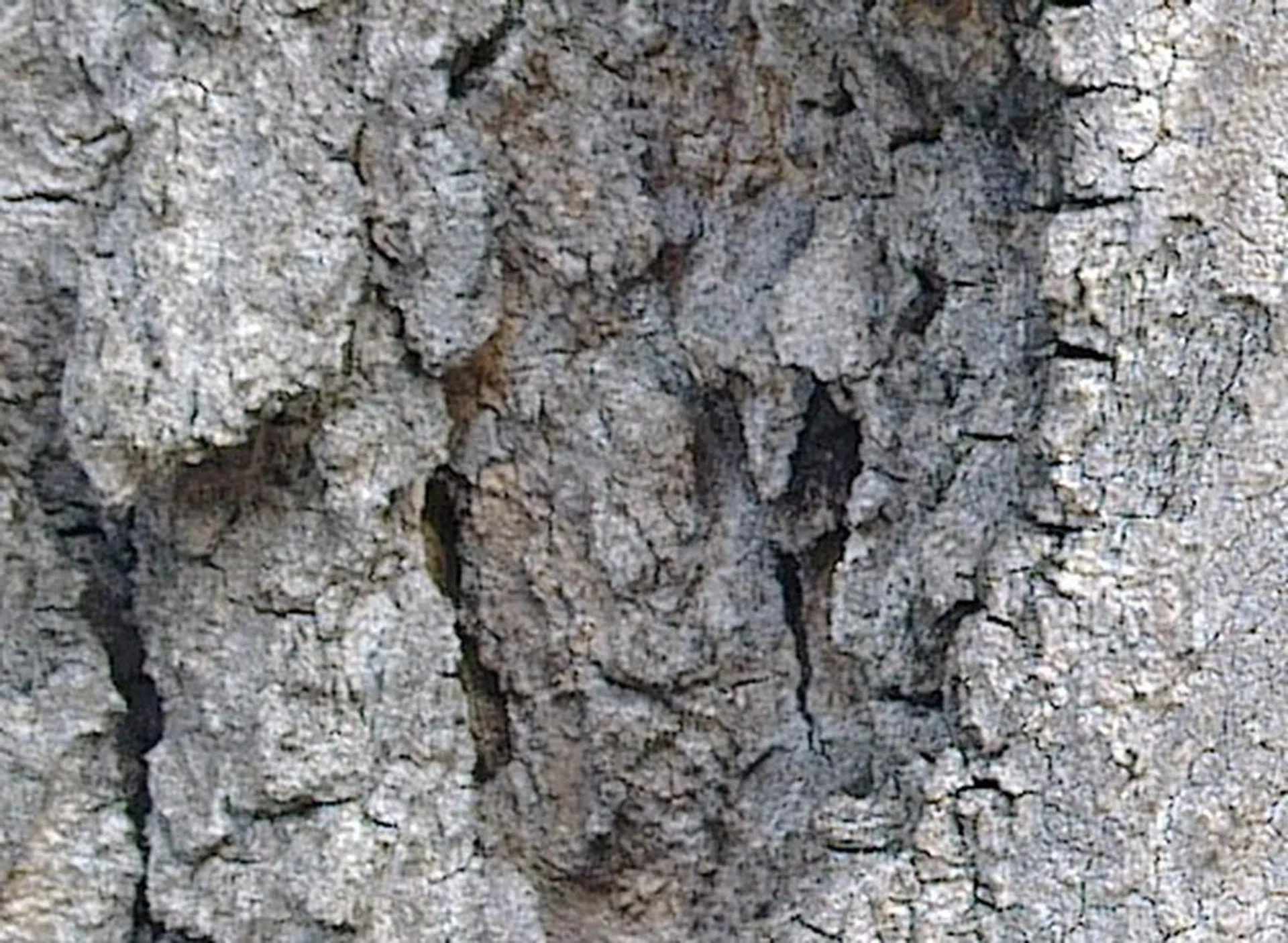 1 shot of a tree bark. For general usage where you shoot larger than required and perform minor touch-ups, the image quality of the phone is pretty decent.