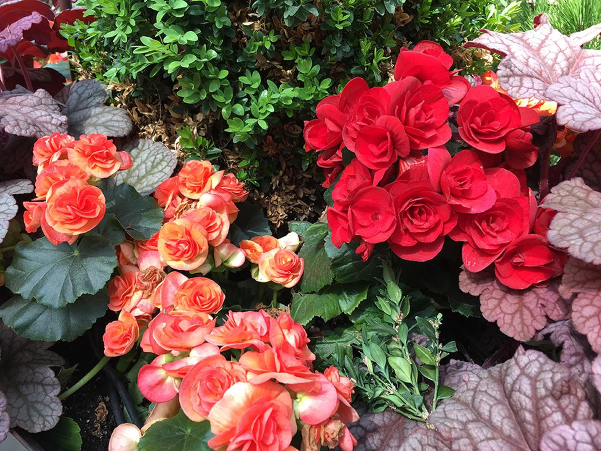 Apple iPhone 6s Plus. f/1.7 at 29mm, 1/110 sec, ISO 25.