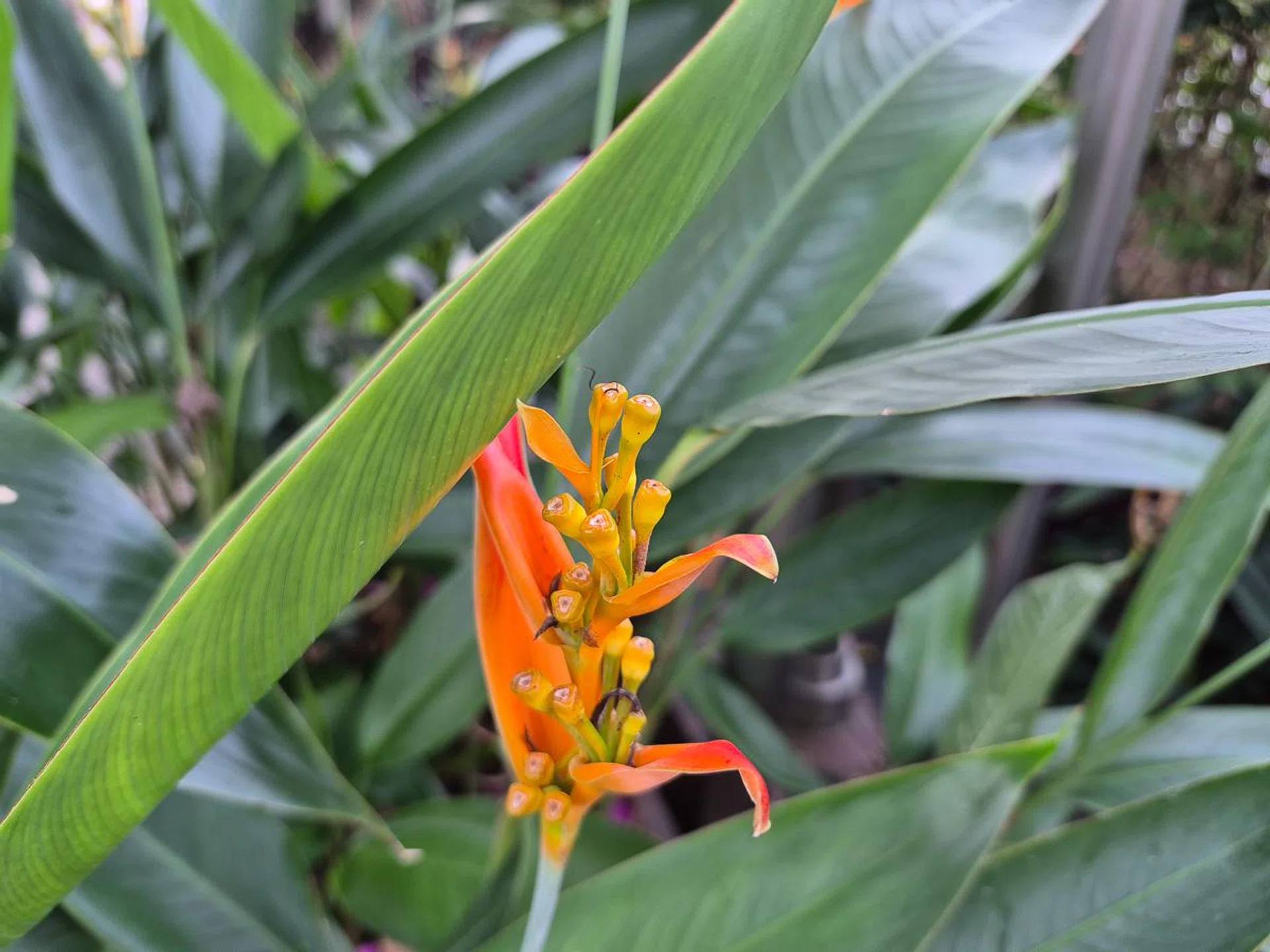 Main camera. Photo: HWZ.