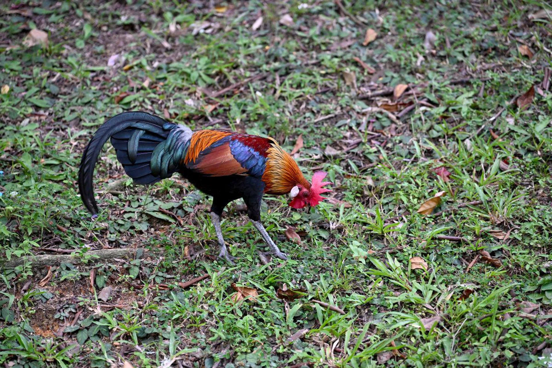 120mm at f/4, 1/100s, ISO 1600