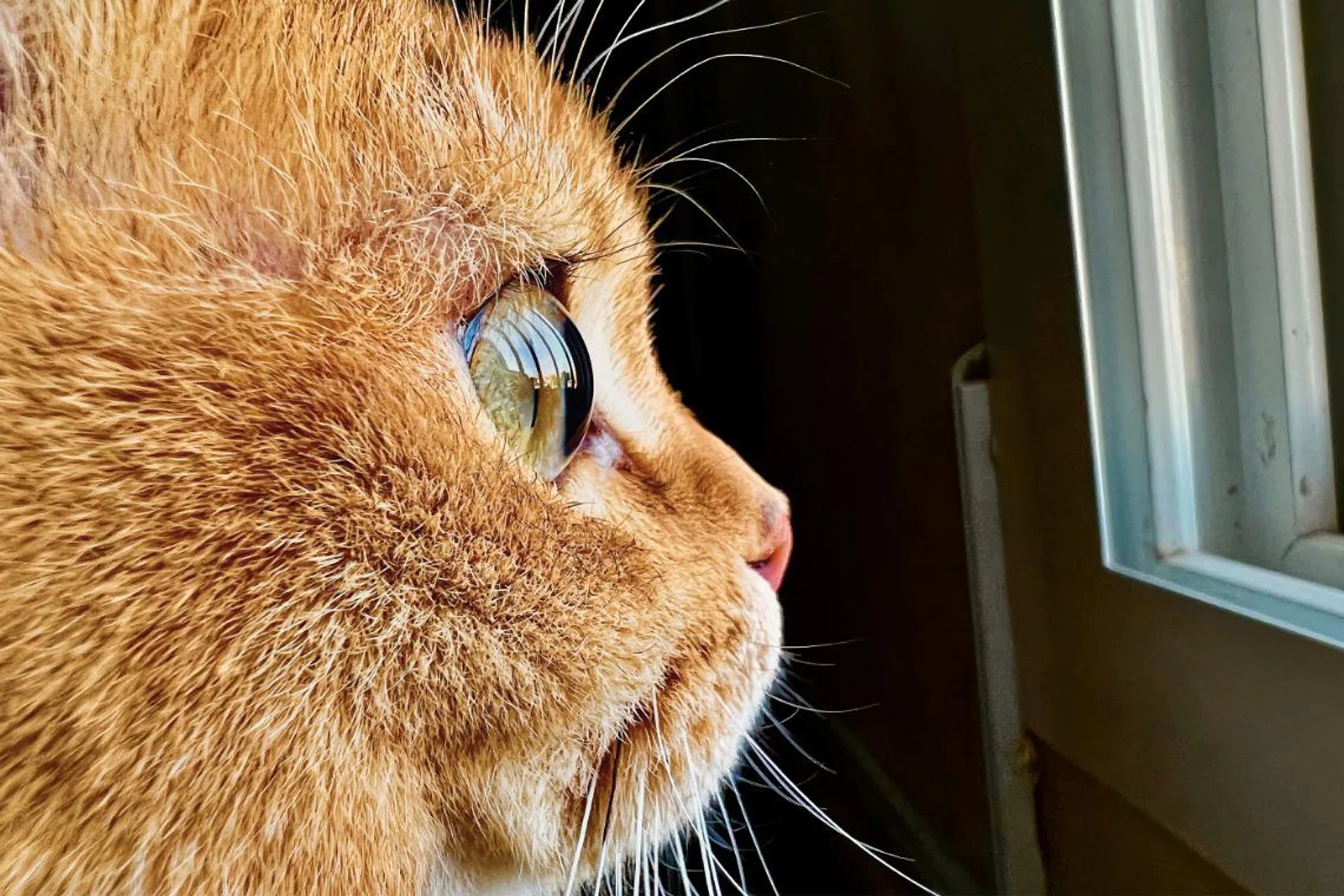 (Image source: Apple)