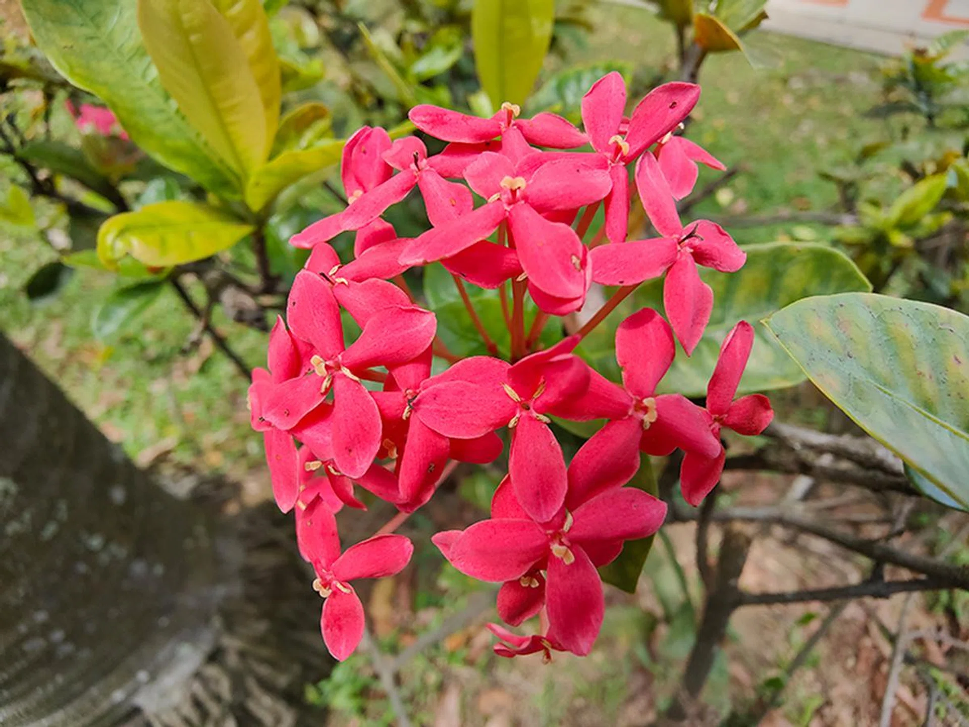 4cm macro shot via ultra-wide-angle lens.