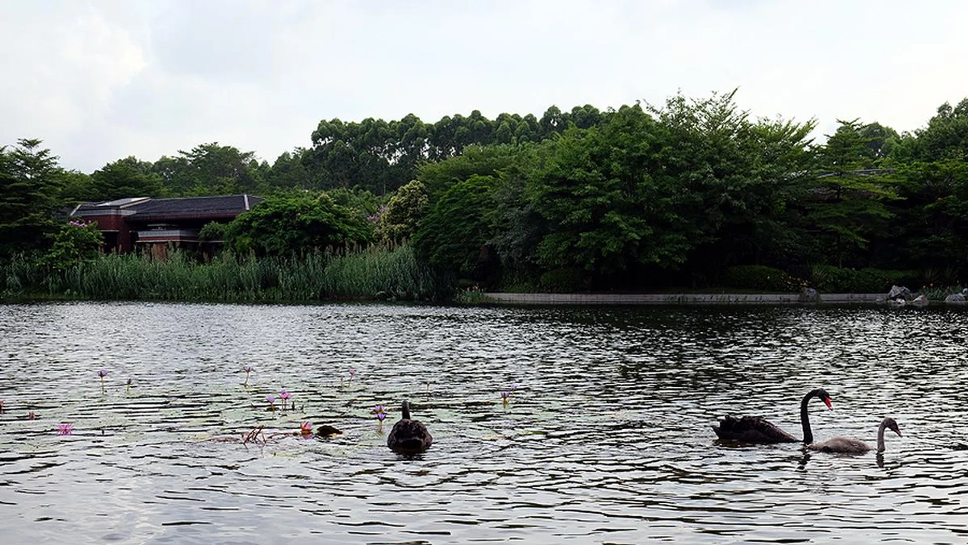 The man-made lake is a welcome break from the monotony of tech work.