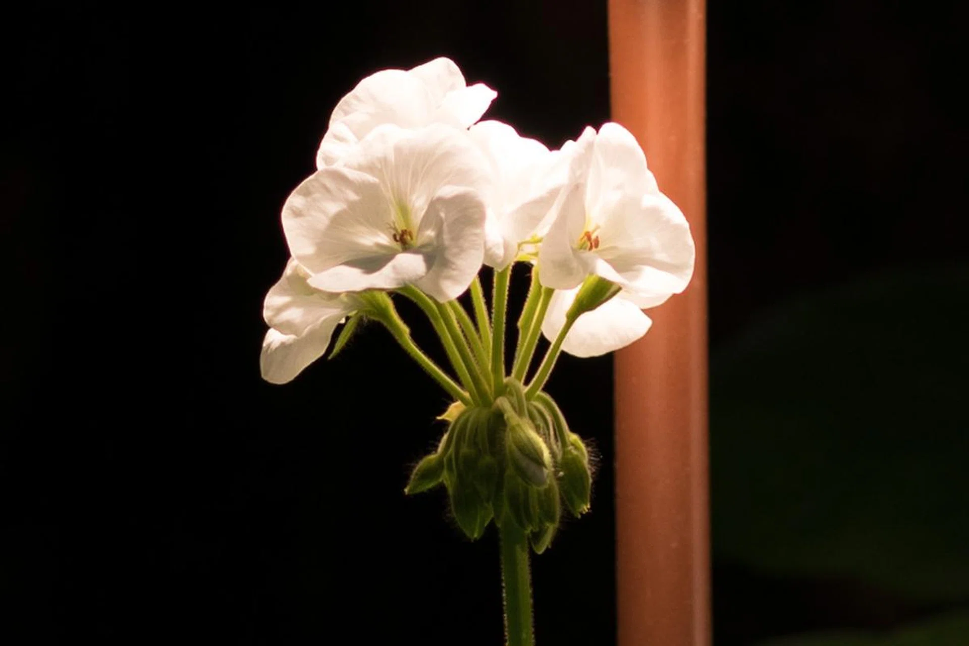 The same image at 100% crop. The lens exhibits a bit of chromatic aberration. f/2.5 at 35mm, 1/100 sec, ISO 100.