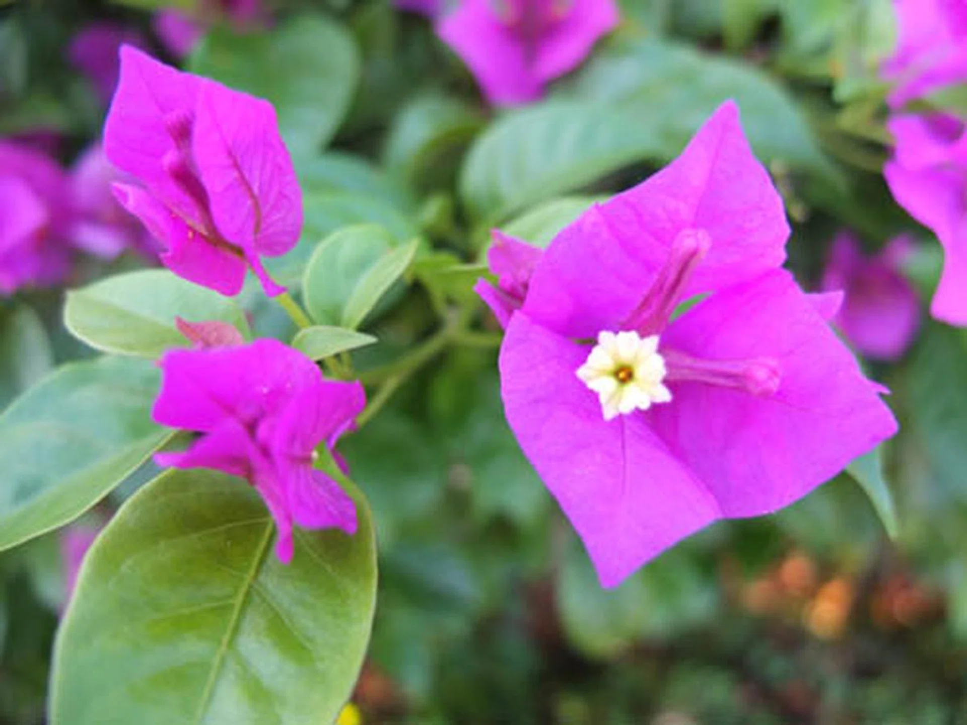 This is as close as you can get shooting with the X10's Macro mode.