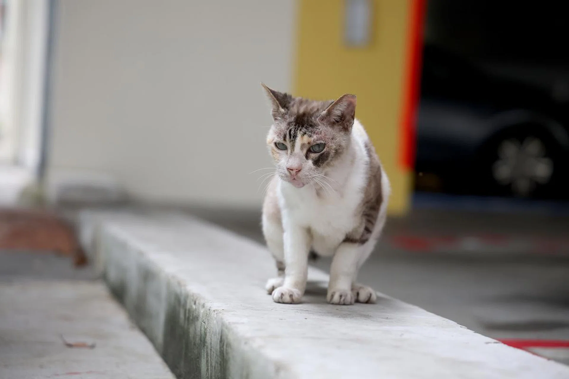 105mm at f/4, 1/2000s, ISO 3200. Photo: HWZ (Click to see image in full resolution)