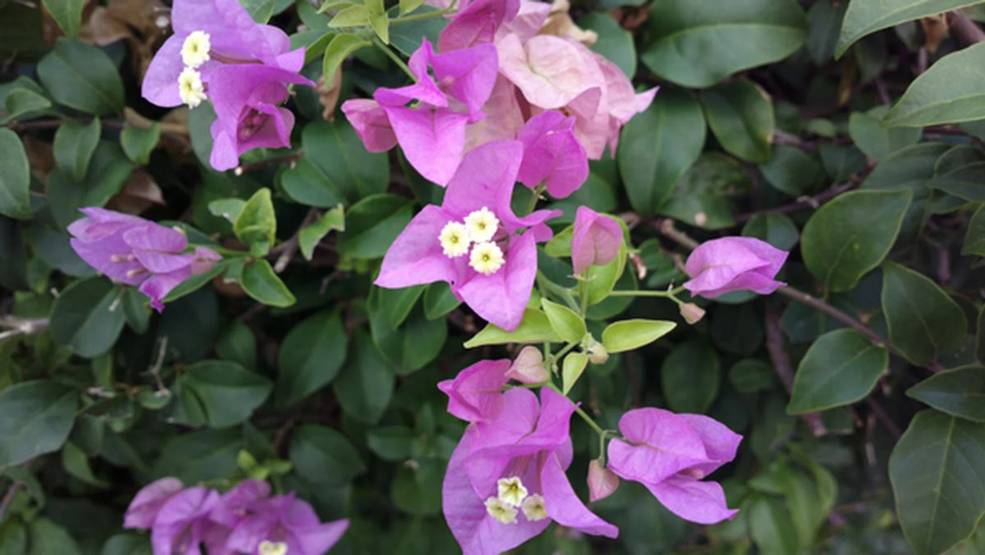 Here's the same shot with a 16:9 aspect ratio. As with most smaller camera sensors, sufficient ambient light is crucial to getting good shots. With sufficient ambient light, ISO values can be kept low and shutter speeds can be set relatively fast, which will result in less noisy and blurred images.