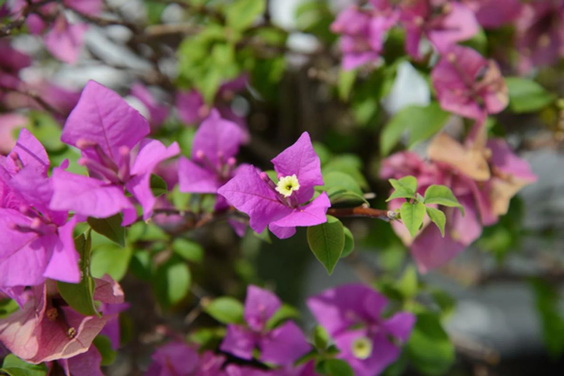 The D800's larger sensor manages to get a more balanced exposure here, with saturated colors. Most digital compact cameras tend to under expose slightly when it's bright and sunny, and the images from the 808 PureView has shown that it suffers from this as well. This can be rectified with exposure compensation, which thankfully, the 808 PureView offers. 