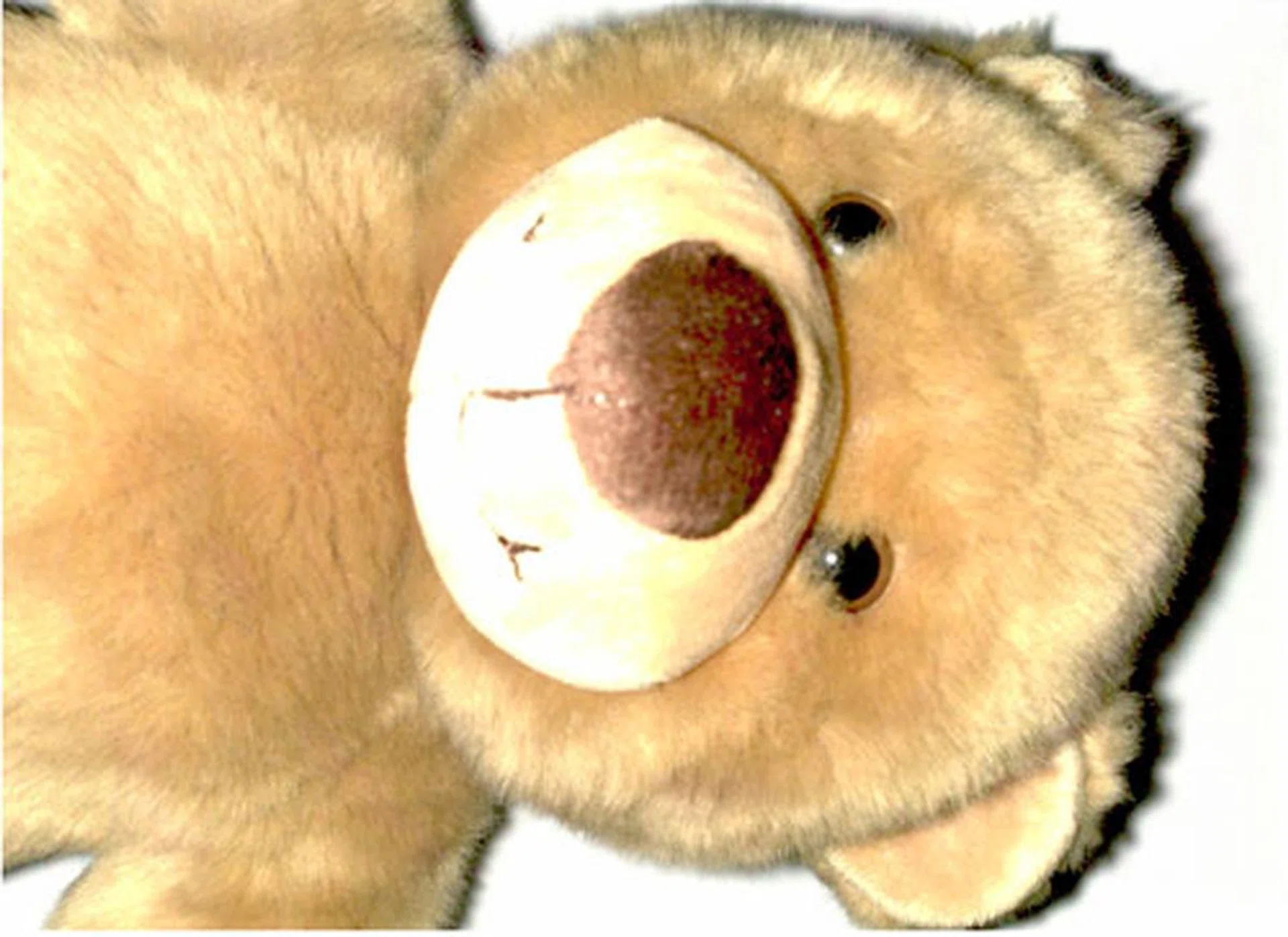 When the object is too big and tall, like the bear here, you run the risk of overexposing certain parts of the image due to the close proximity of the subject to the LED flashes.