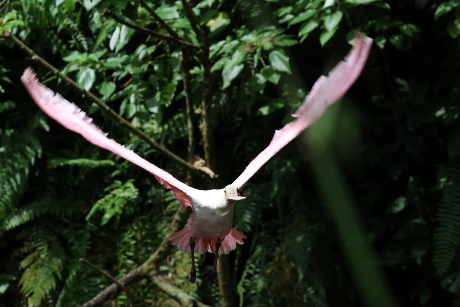 Roseate Spoonbill. 141mm at f/6.4, 1/1000s, ISO 800.
