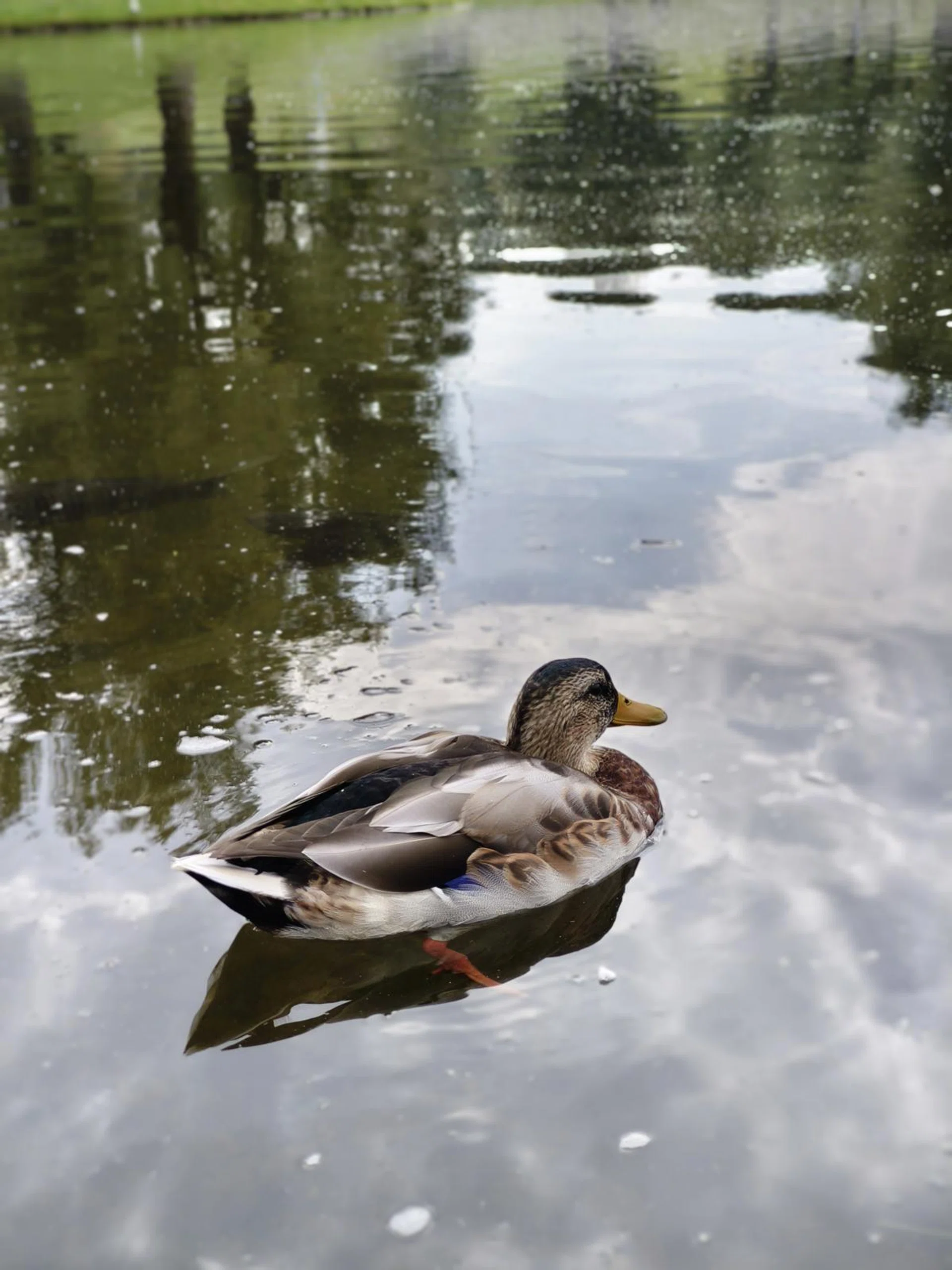 50mm, Portrait Mode, f/4.0, automatic settings. Photo: HWZ.