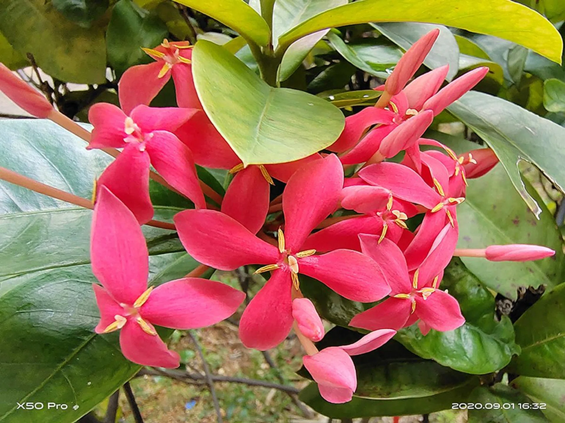 Macro camera (setting selected from UI).