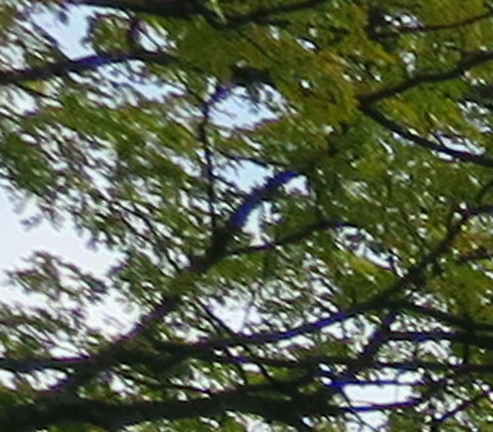 There's some chromatic aberration if you peek hard enough, while when viewing it zoomed out (below), it's quite hard to pick it out.