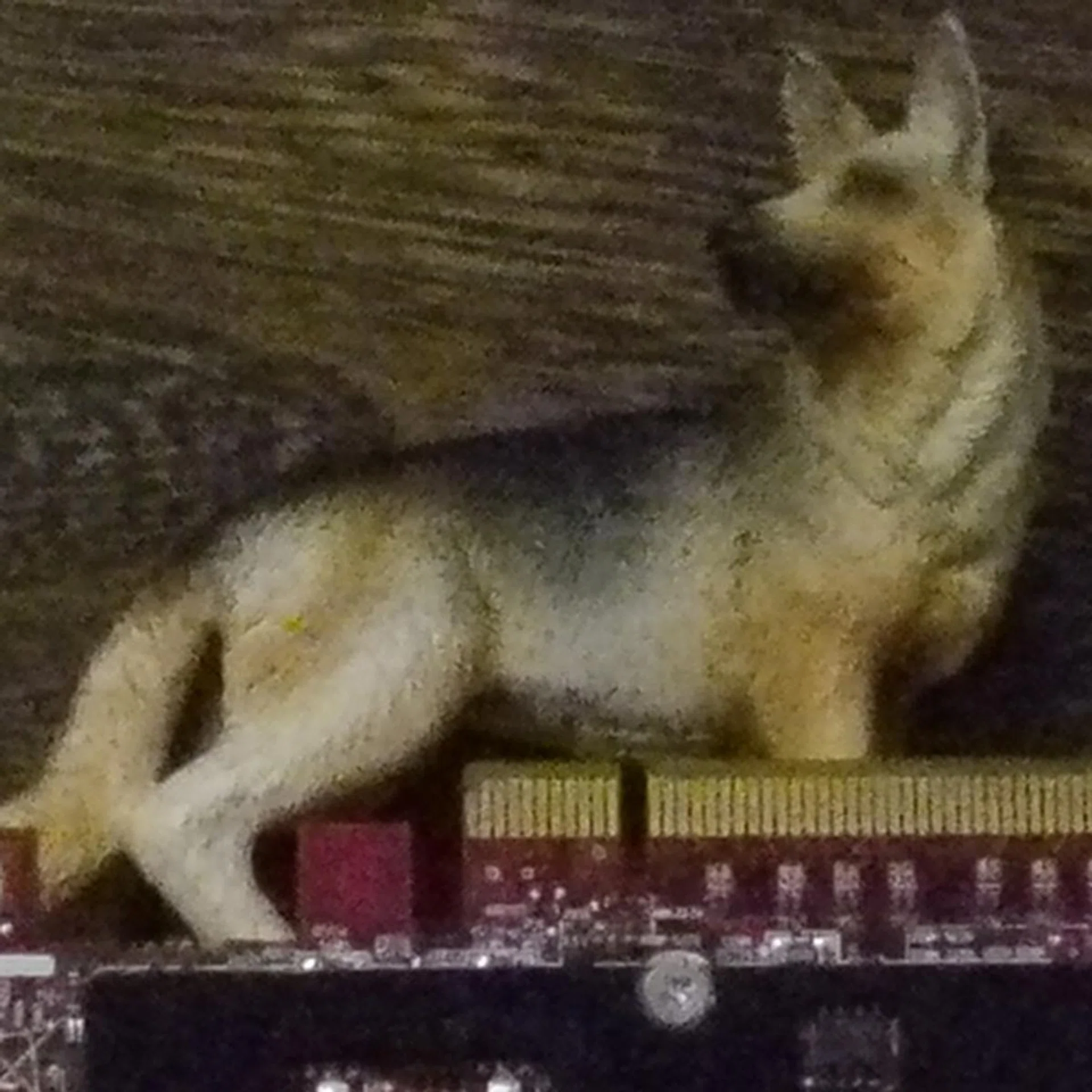 ISO6400, 100% crop. Click for full resolution image.