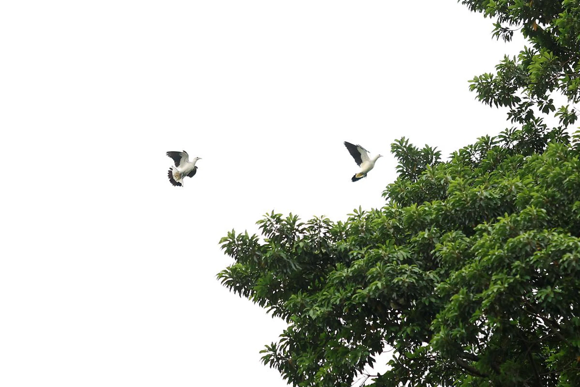 The R1 was able to capture these doves even with the “distraction” of the trees. Shooting info: 200mm at f/2.8, 1/10600s, ISO 3200 (50% crop). Photo: HWZ (Click to see image in full resolution)