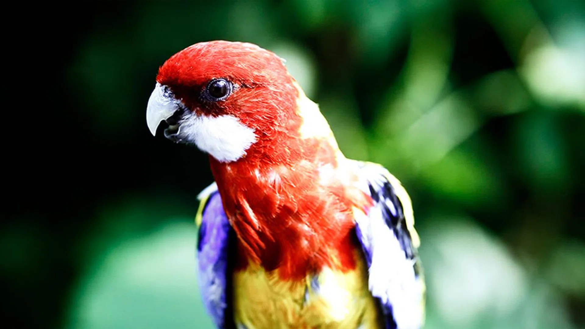 The Q900R offers very good colour gamut and colour volume. (Video: Samsung QLED 8K Demo.)