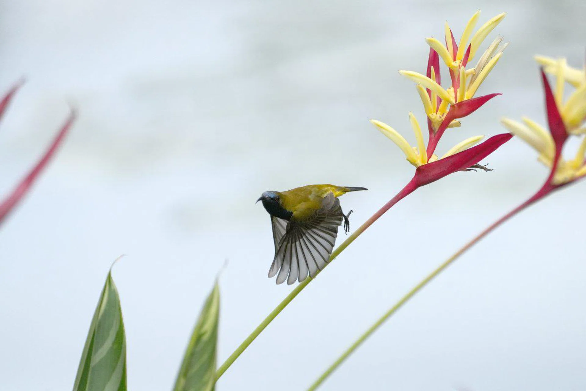 The A7R V captured this sunbird in its majestic flying motion. Shooting info: 400mm at f/5.6, 1/8000s, ISO 1600
