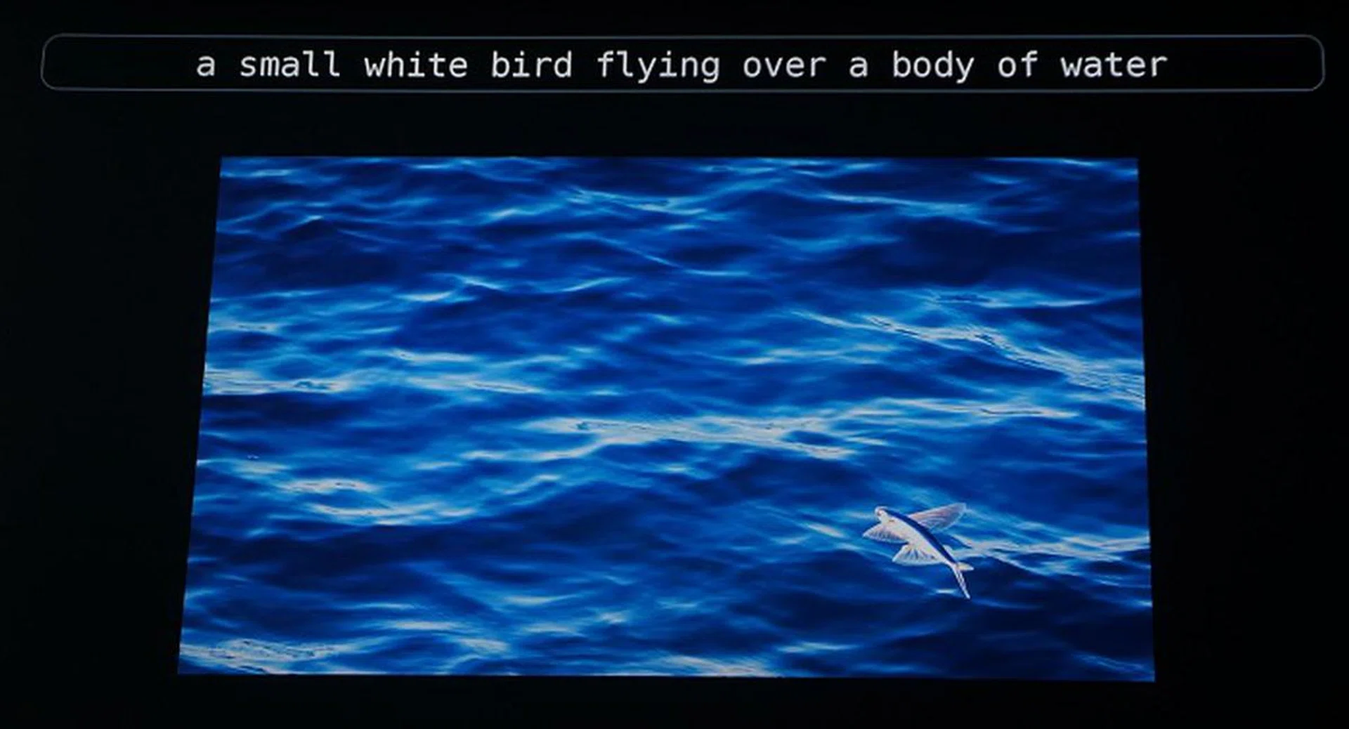 Obviously the deep learning system has never come across flying fish, but it's decent attempt nonetheless.