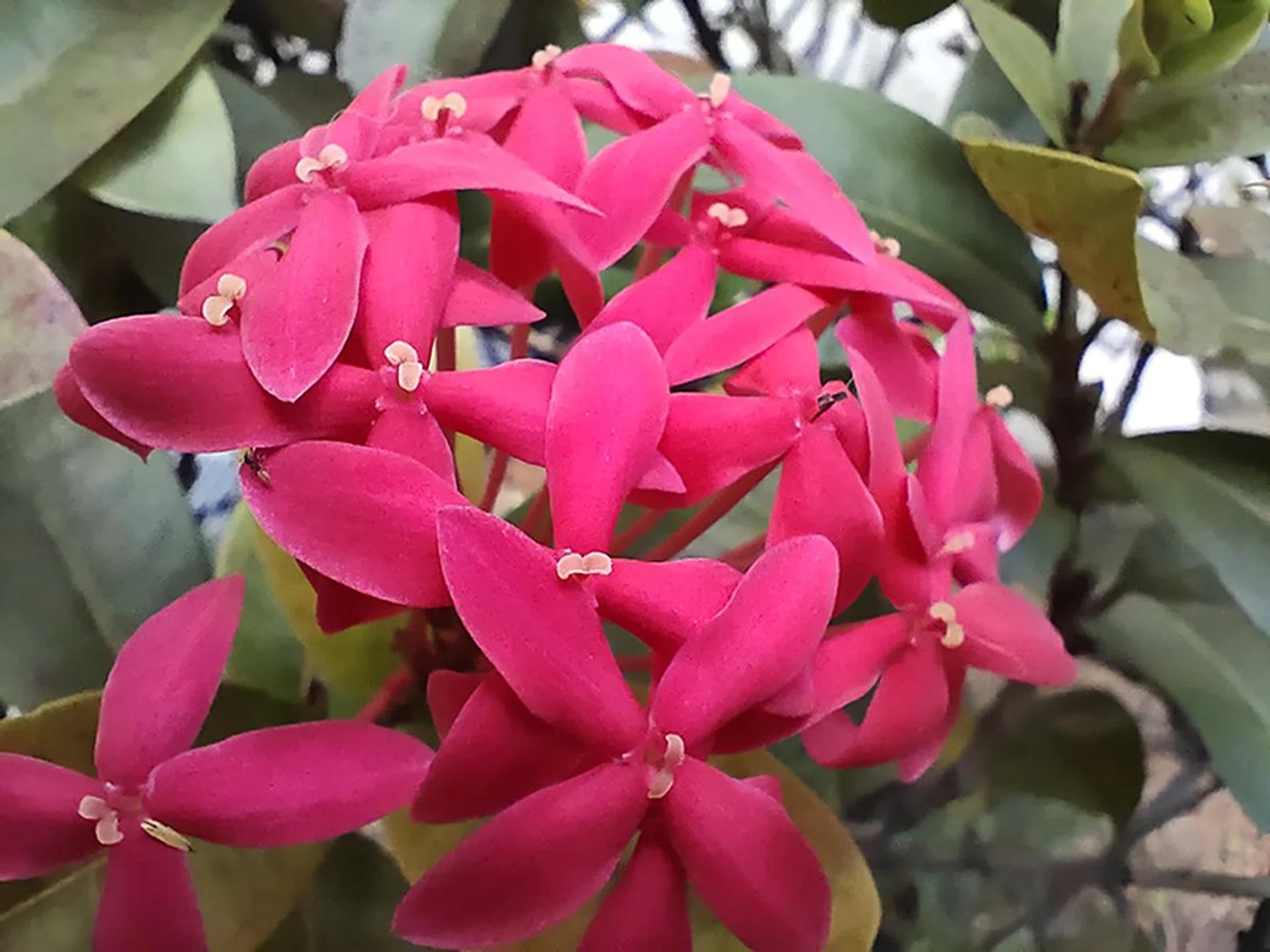 Macro shot using the dedicated macro mode built into the V19 camera app. It sacrifices sharpness and noise purity in exchange for detail. Are you able to spot the insect on the petal?