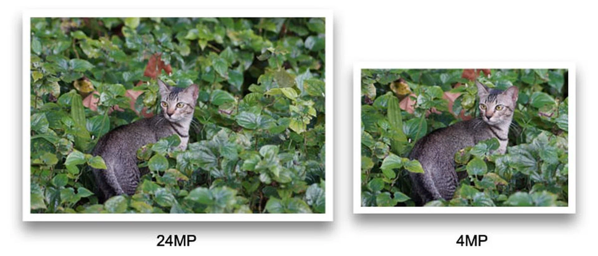 Because the original image on the left was captured at a high resolution of 24MP, we can comfortably crop into the image and get a 'zoomed' photo at 4MP without any quality lost. This is how the 808 PureView 'zooms' into an image. 
