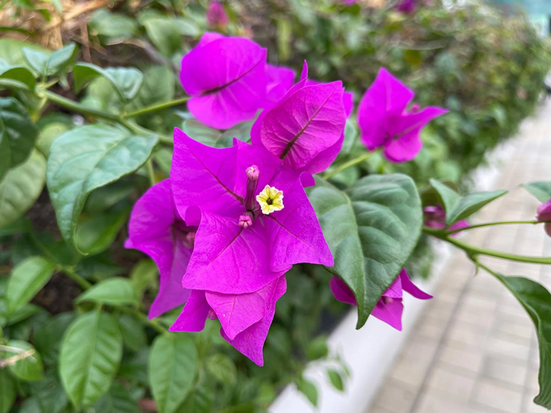 Apple iPhone 12 Pro Max.