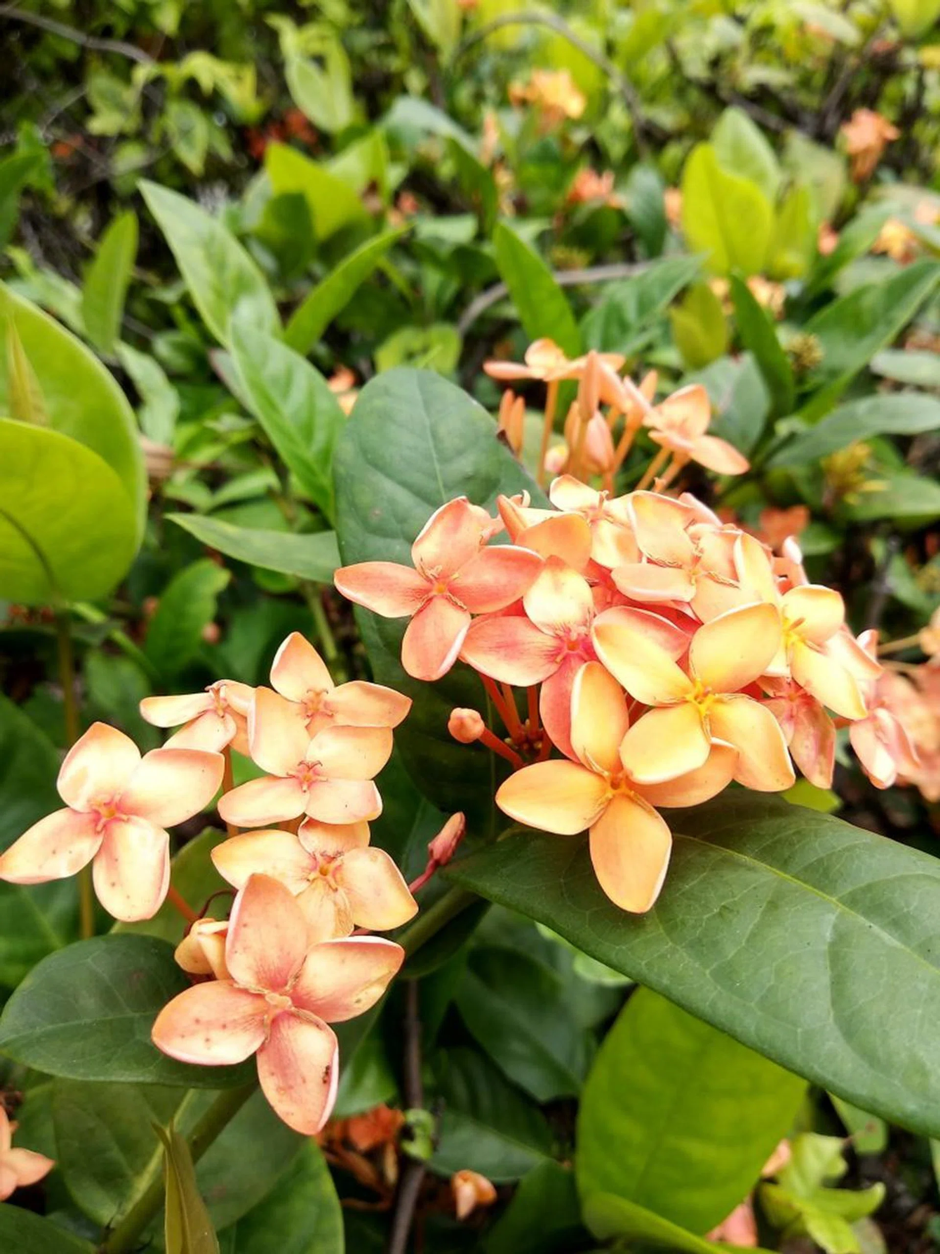 ...although the camera has a propensity to "warm" the colours too much.
