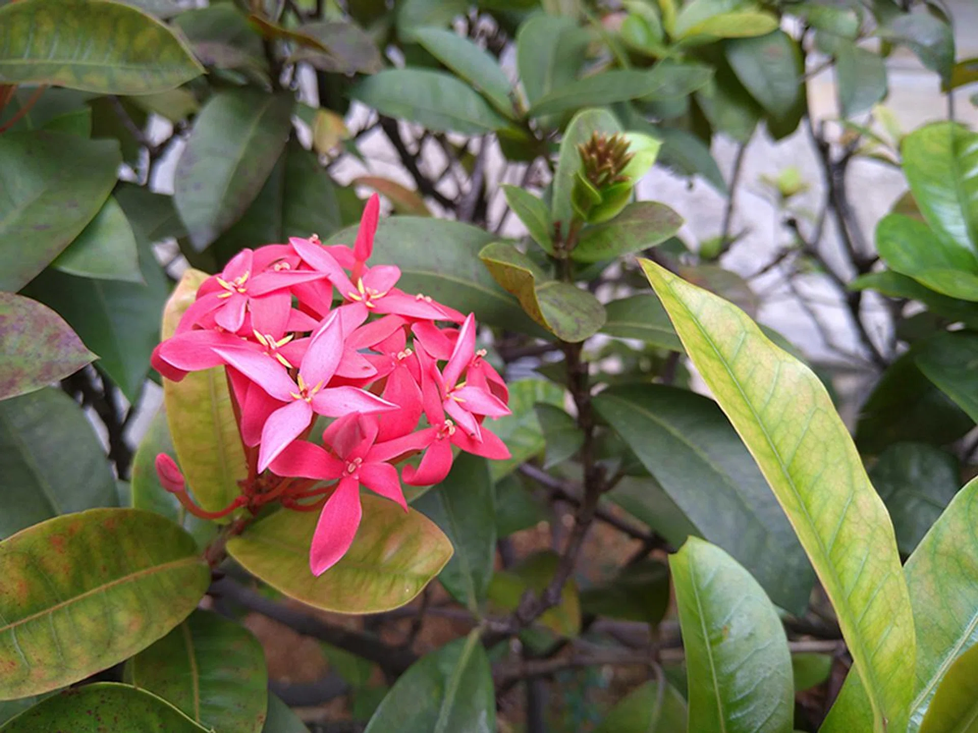 Close-up shot with main camera.