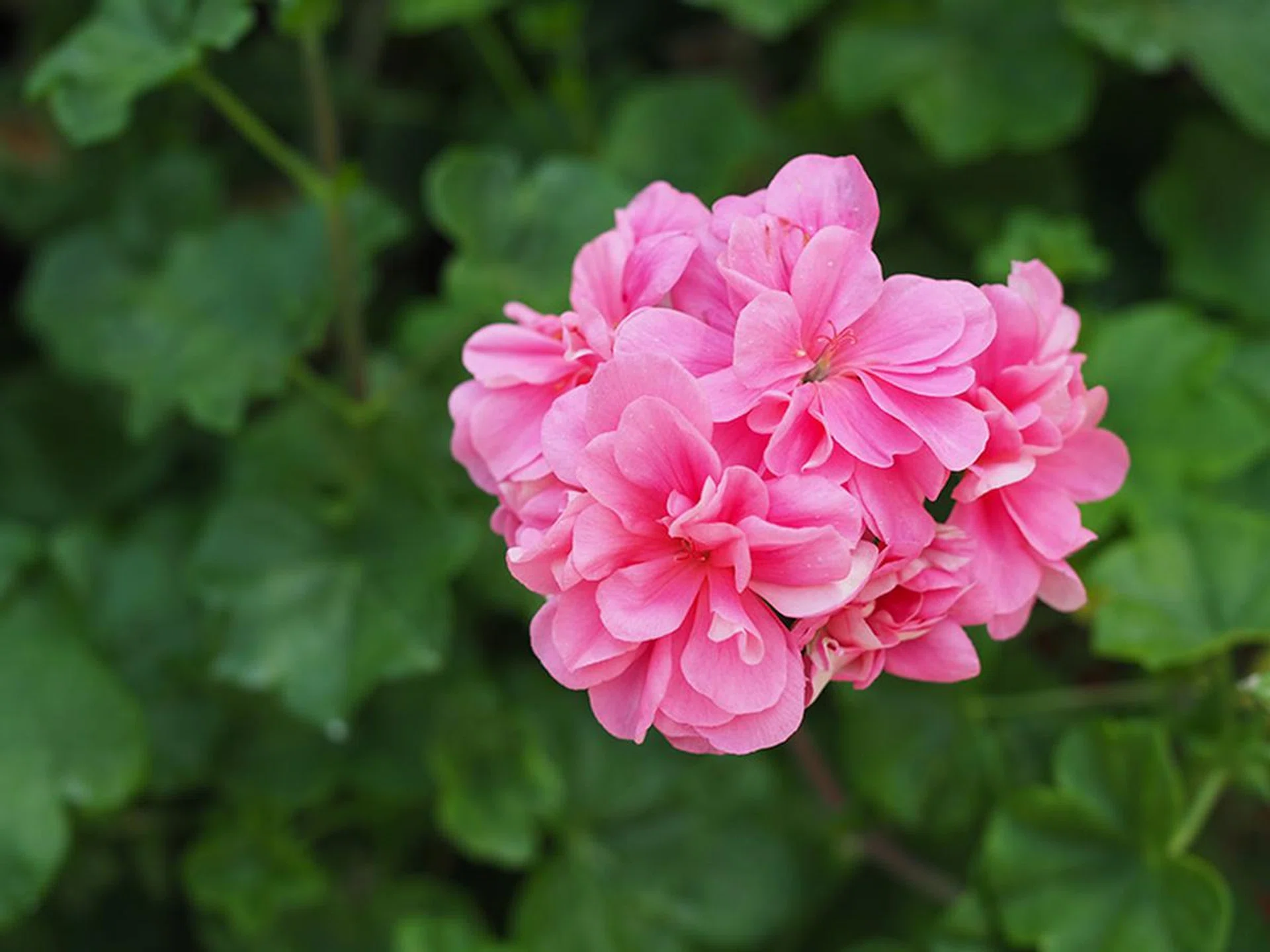 f/3.5 at 50mm, 1/250 sec, ISO 200. Olympus JPEGs have beautiful colors, especially when you use the Natural setting.